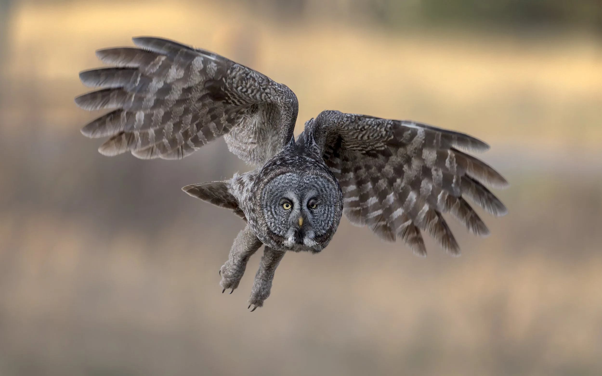 GGO-flying-at-me-FLICKR.jpg