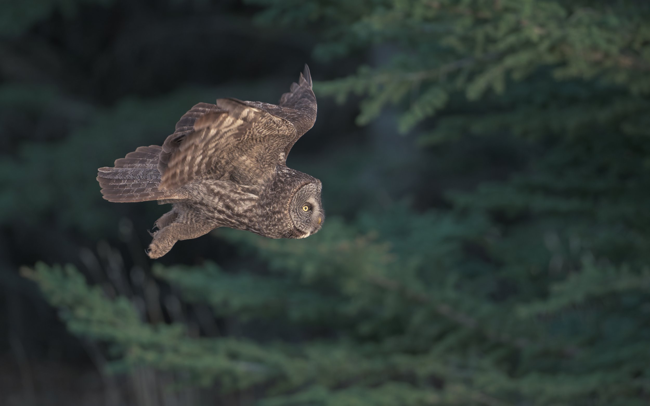 Great Gray Owl in the golden hour, Alberta Canada