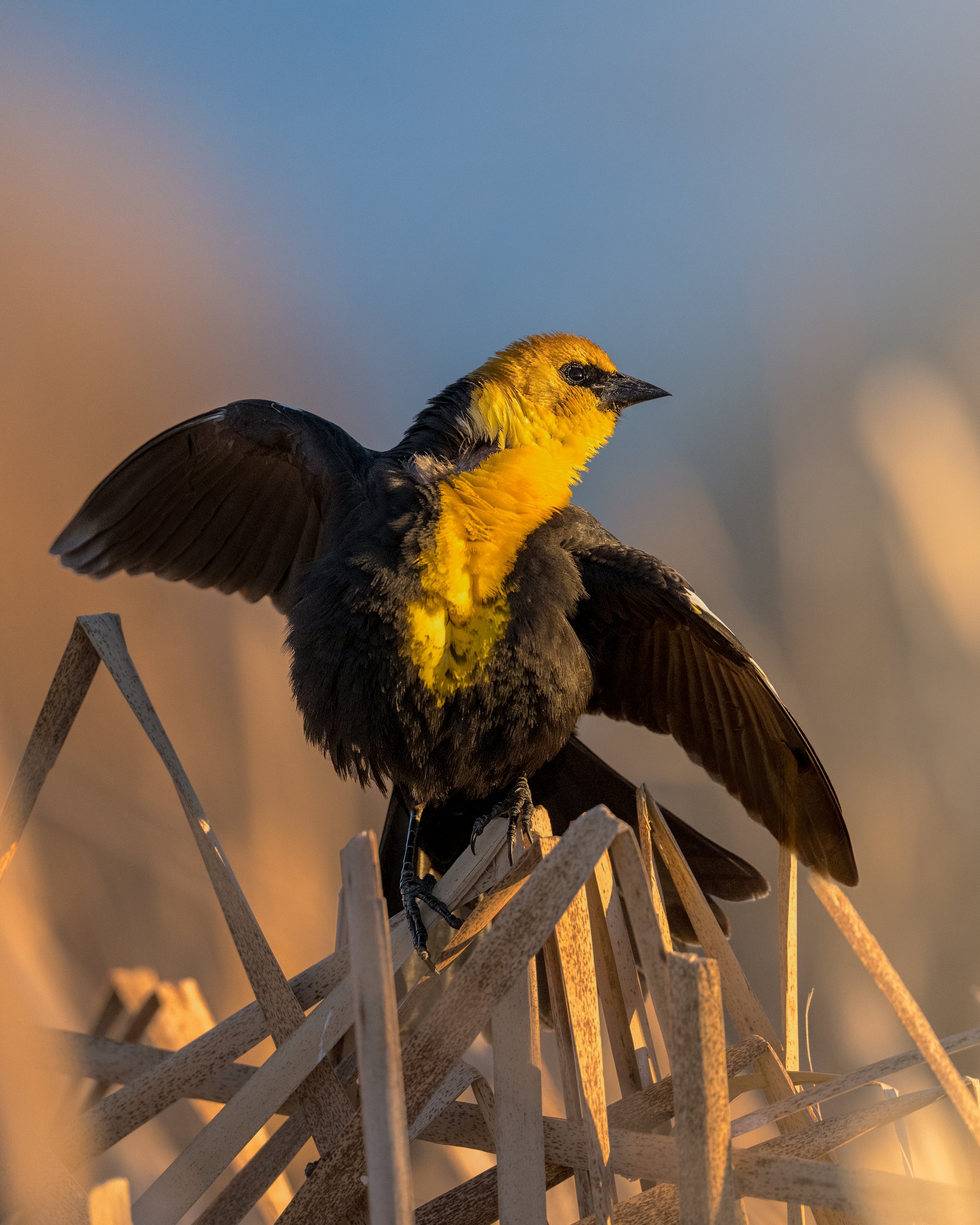 Yellow wing Blackbird, Frank Lake Alberta Canada