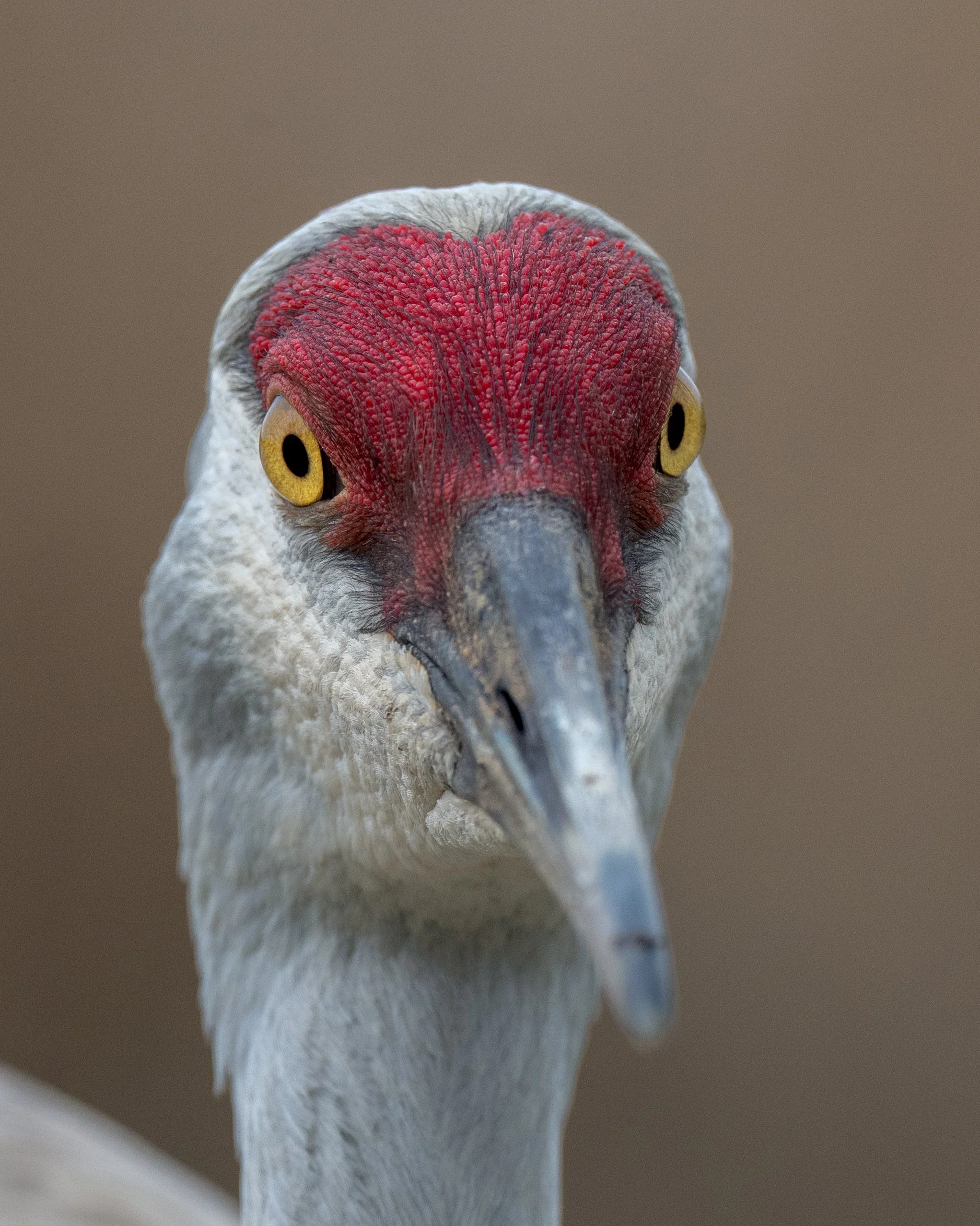 Sandhill Crane, Williams Lake, British Columbia
