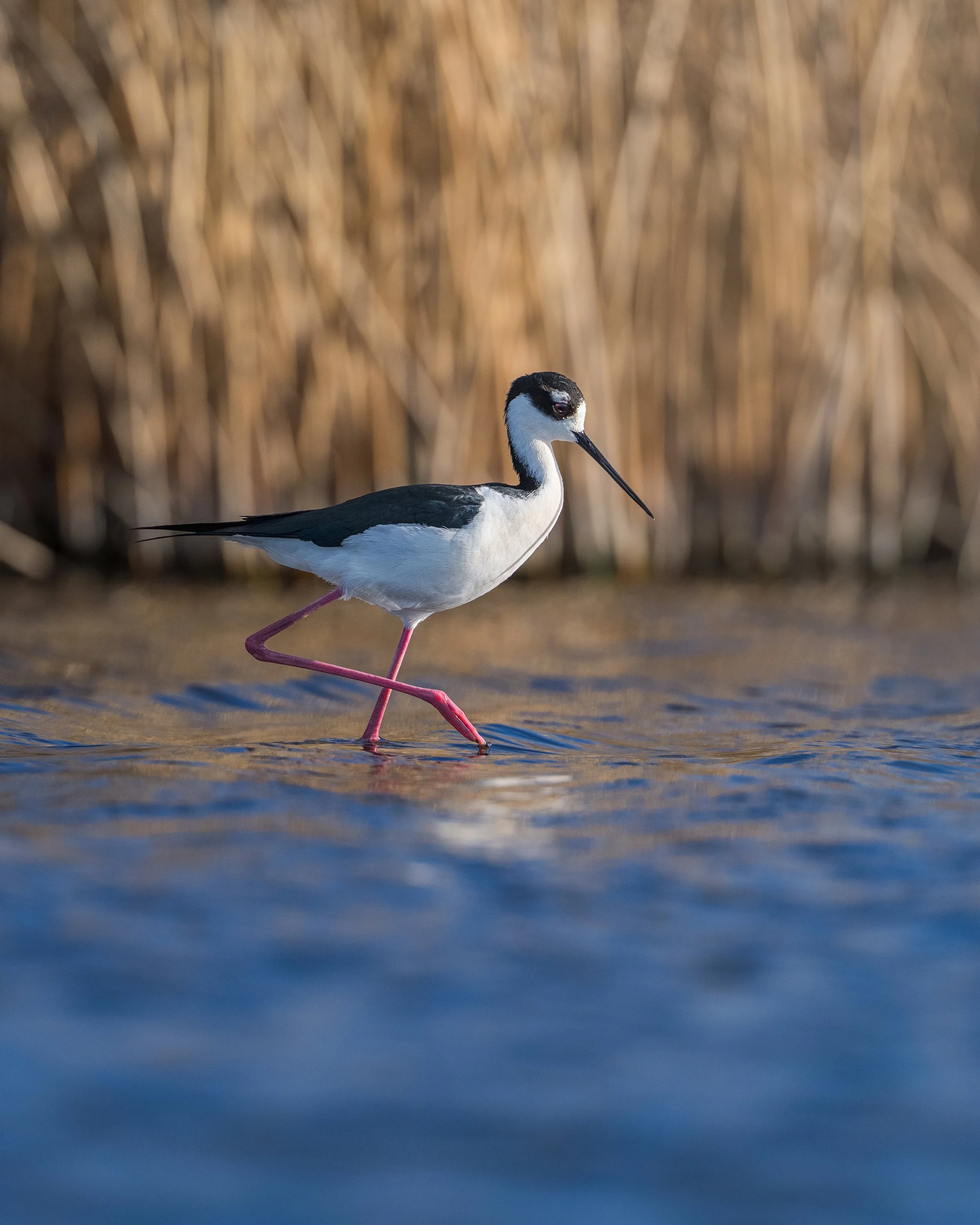 Black necked Stilt, Frank Lake Alberta Canada