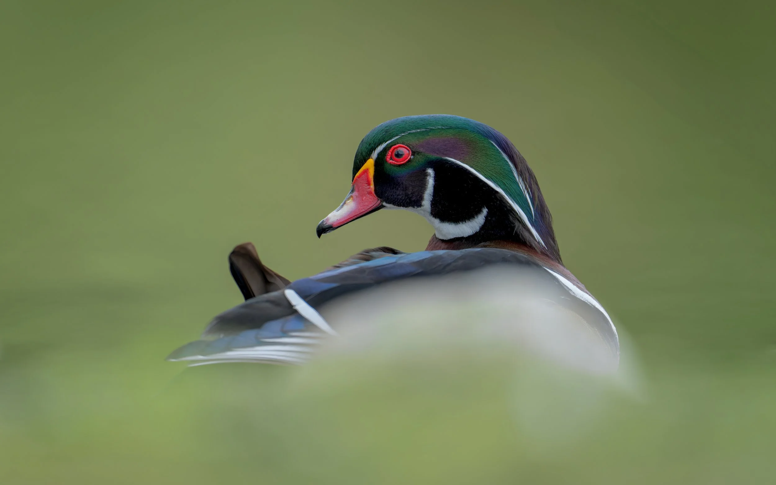 Wood Duck, Vancouver Island, British Columbia