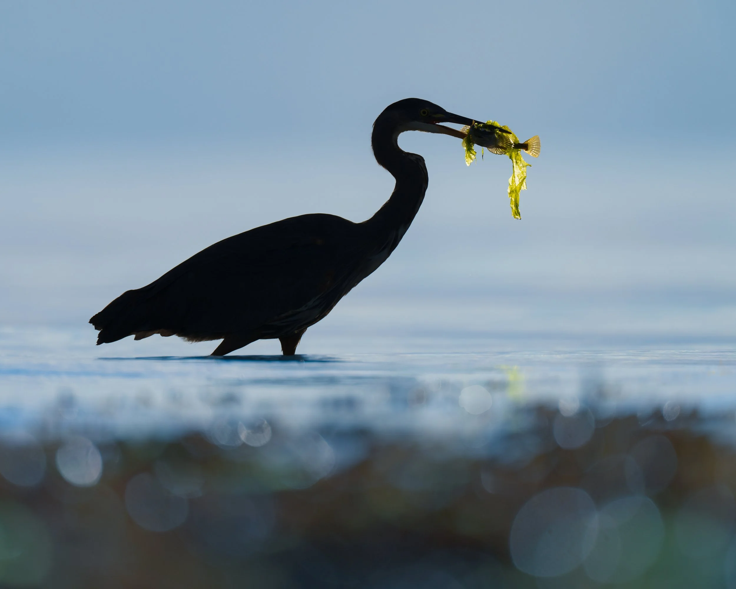 Heron-w-sculpin-backlit-8x5-SfW.jpg