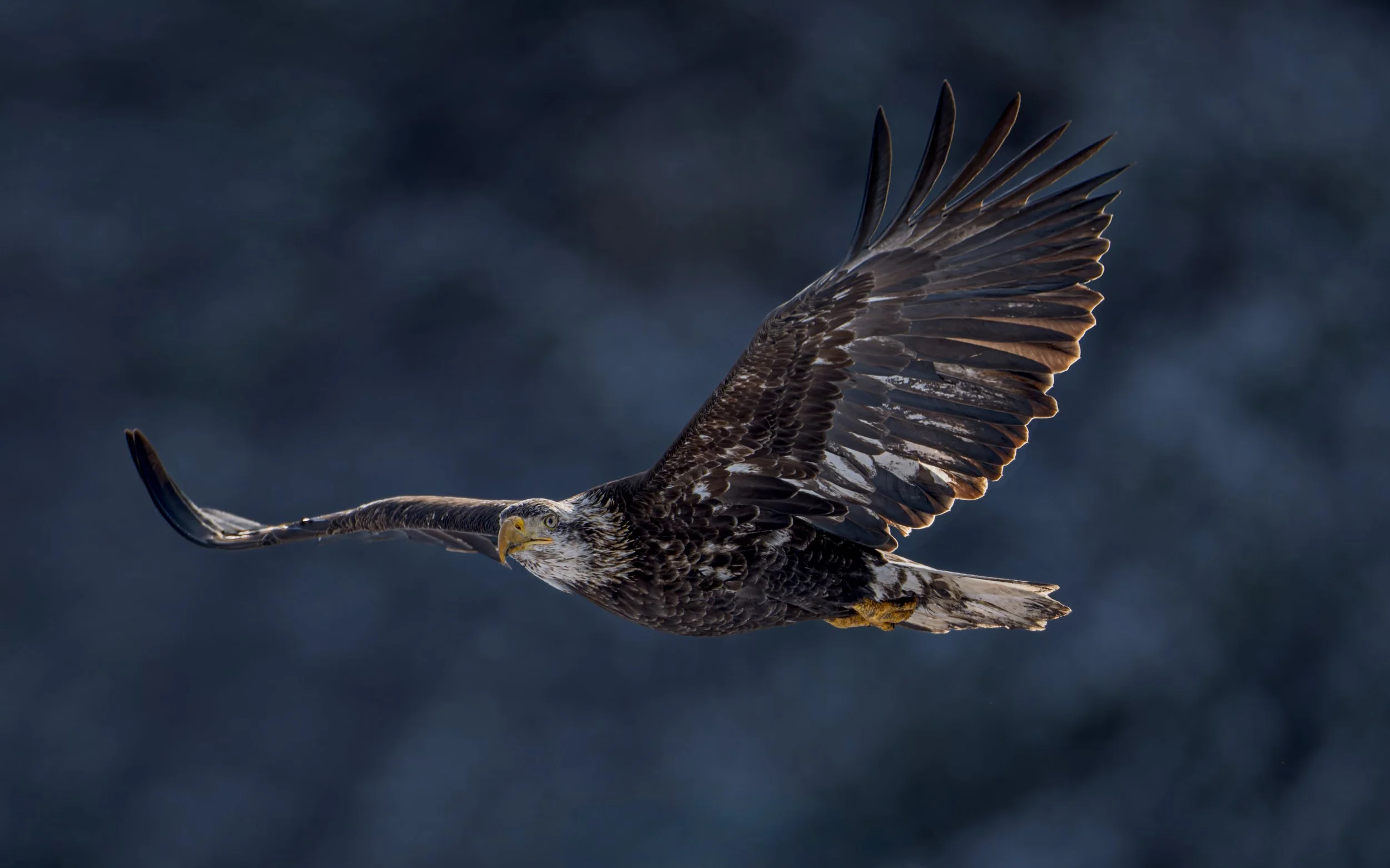 Juvenile-Bald-Eagle-blue-sky-16x9.jpg
