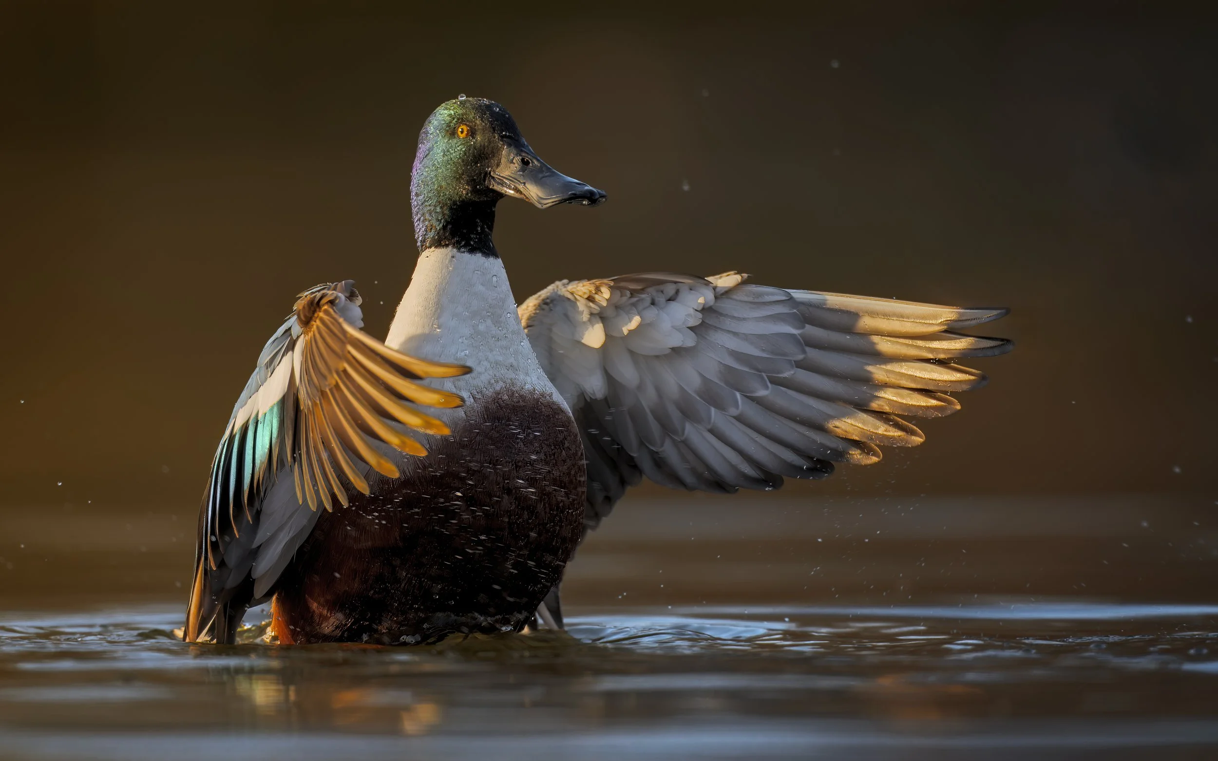 Mallard-side-light-8x5-SfW.jpg