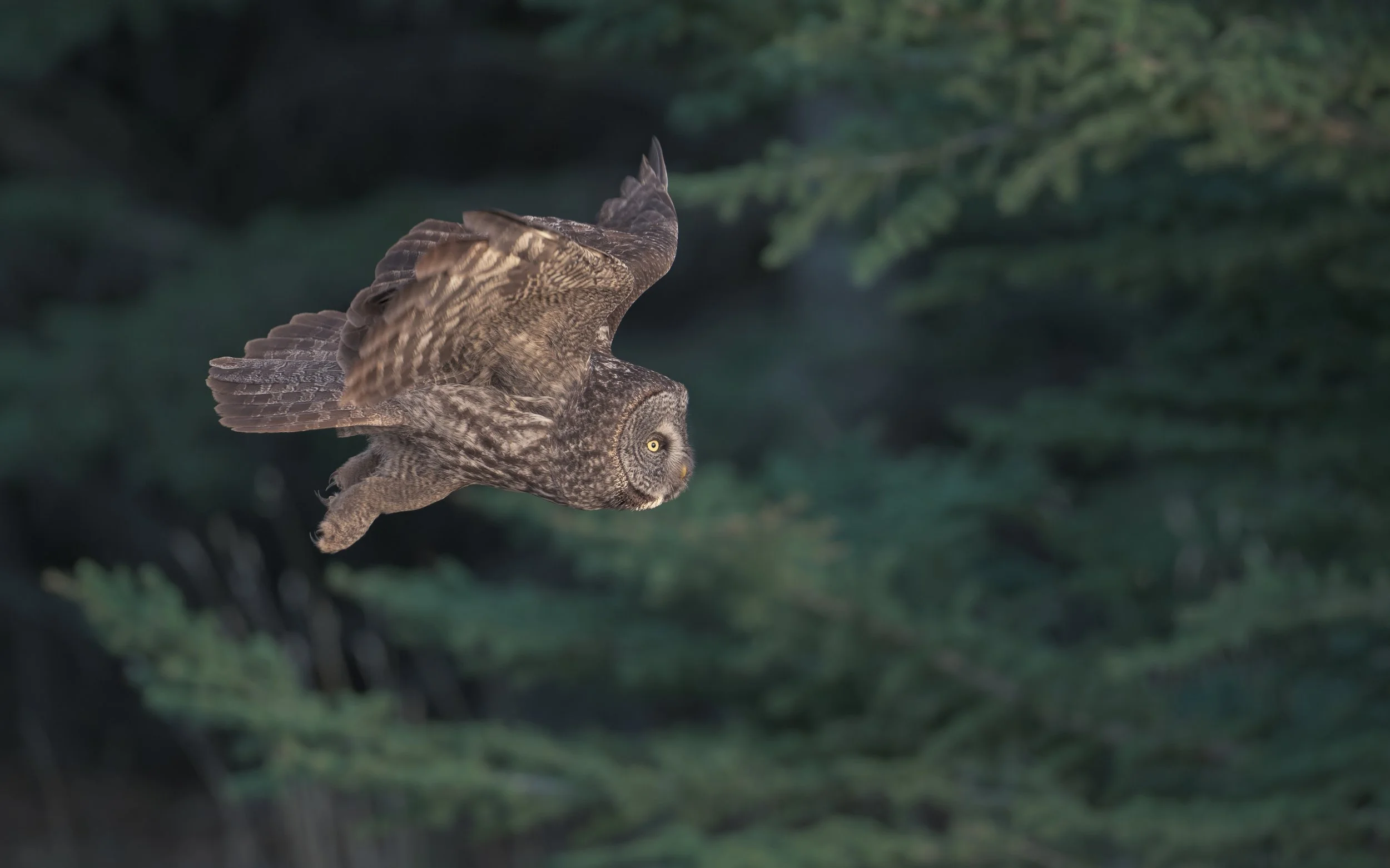 GGO-flying-parallel-to-trees-WV-FLICKR.jpg