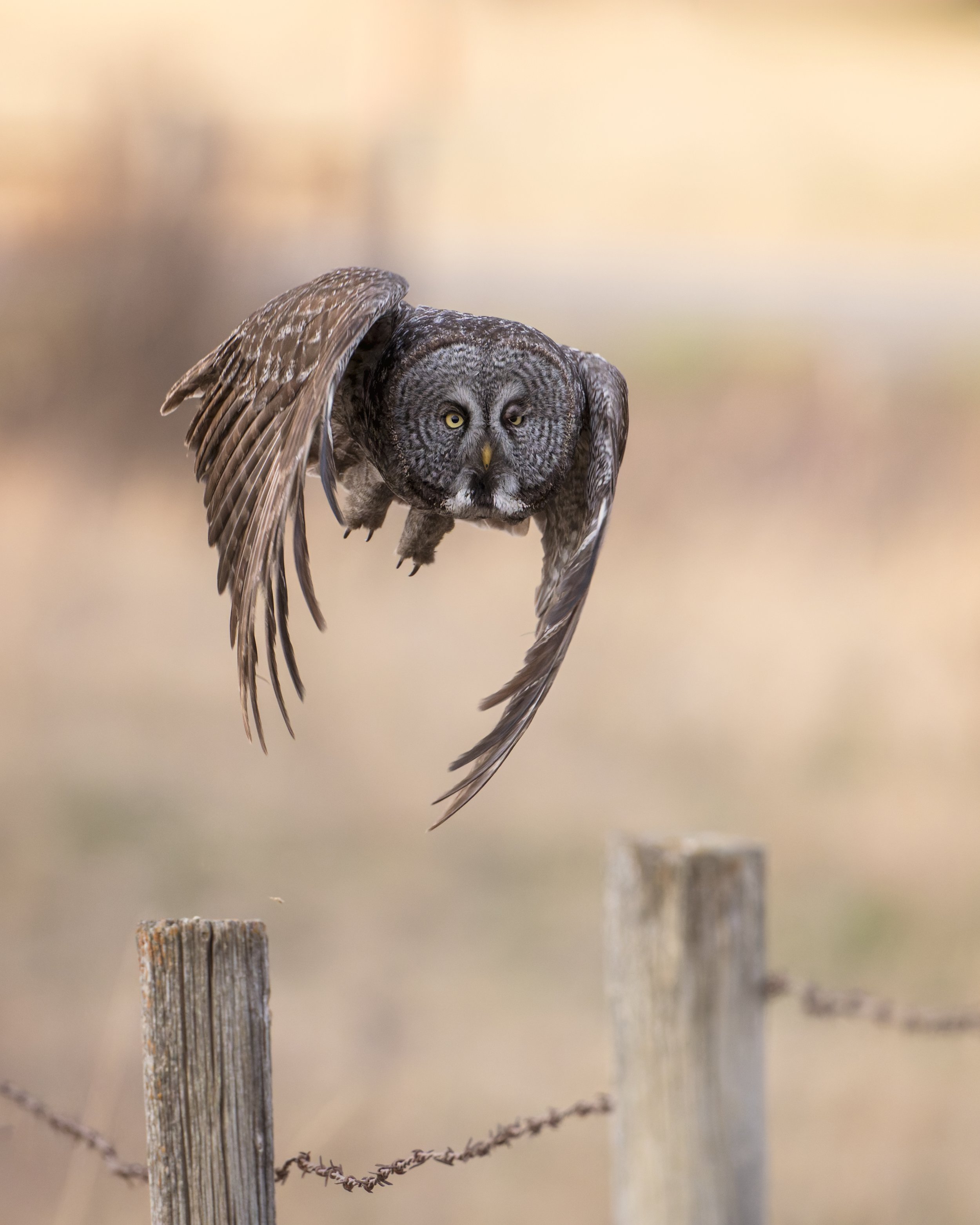 Great Gray Owl closing in on me! Alberta Canada
