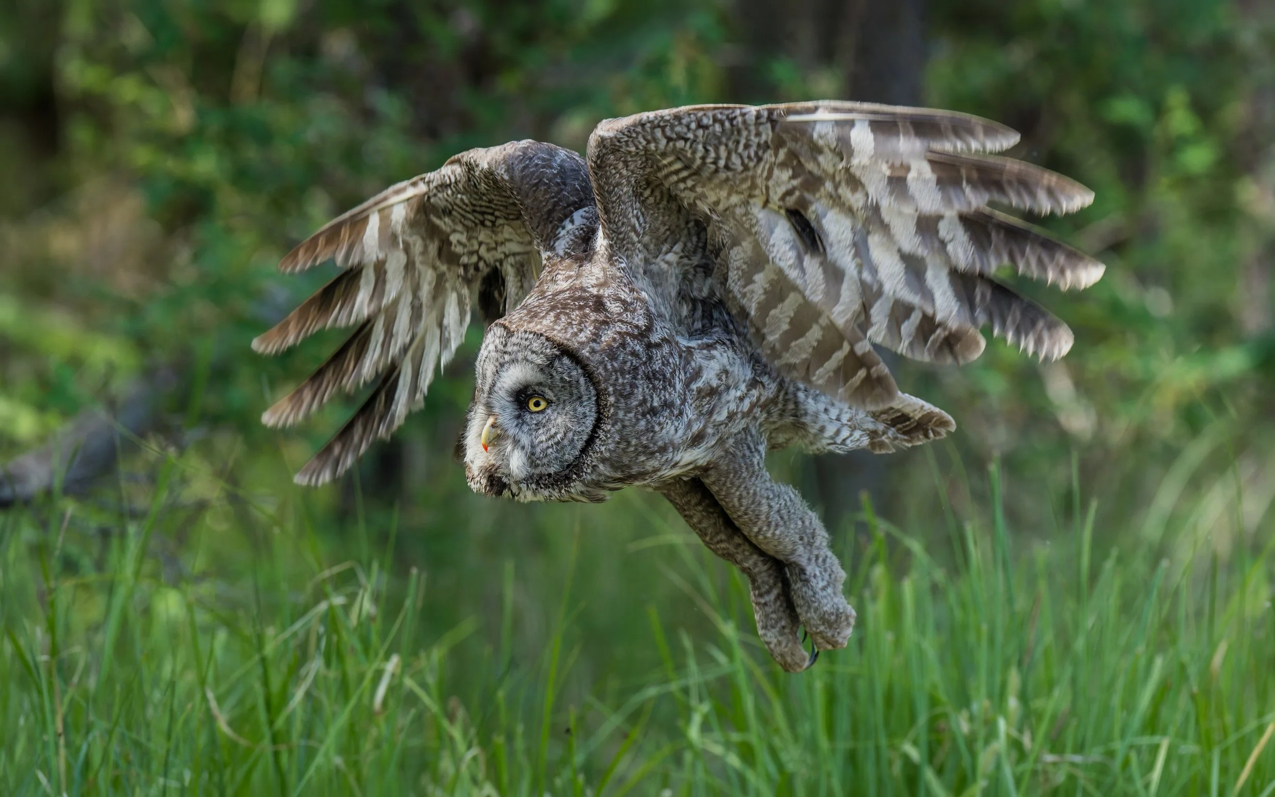Great Gray Owl, Kamloops, British Columbia Canada