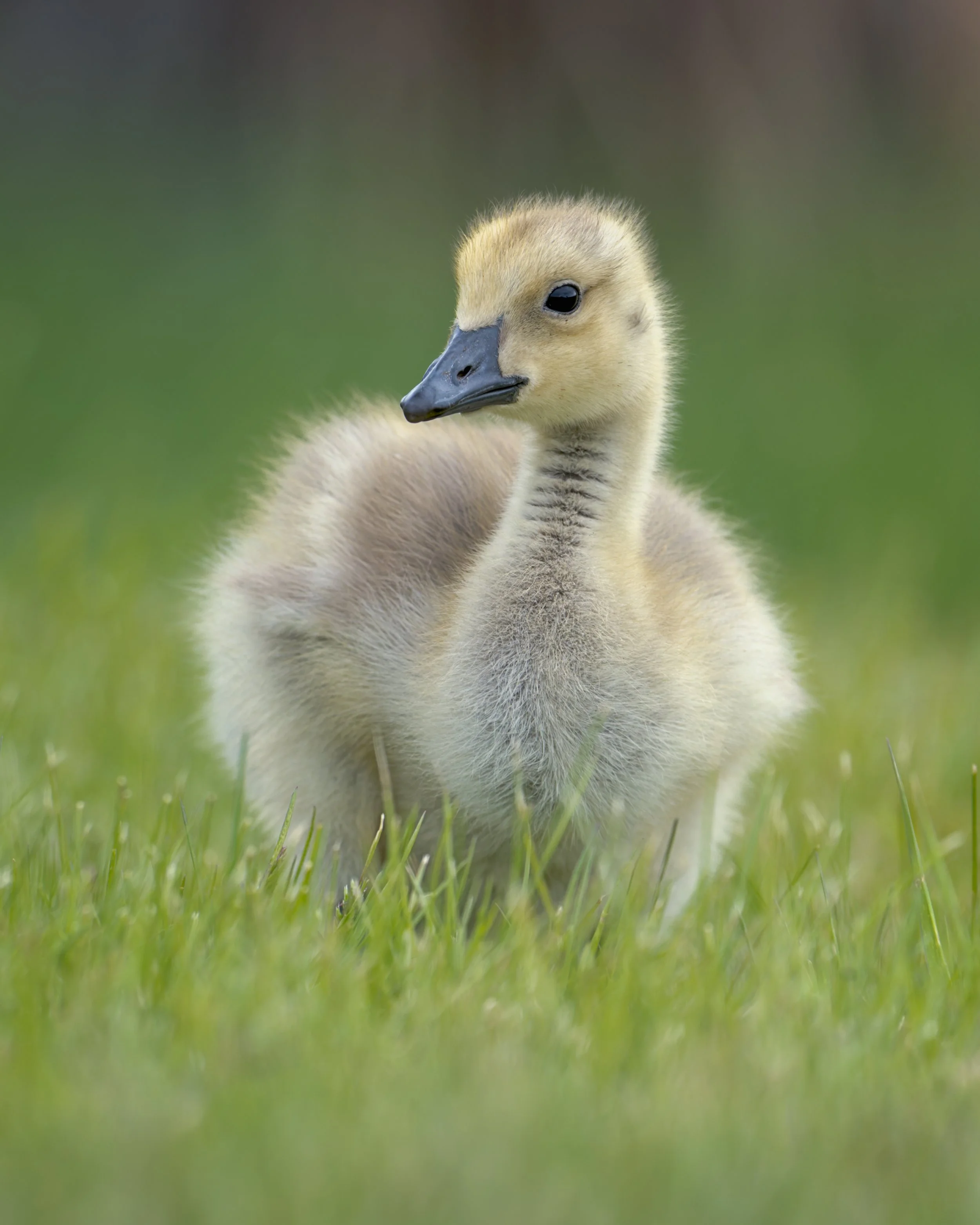 Canada Goose gosling, Williams Lake, British Columbia
