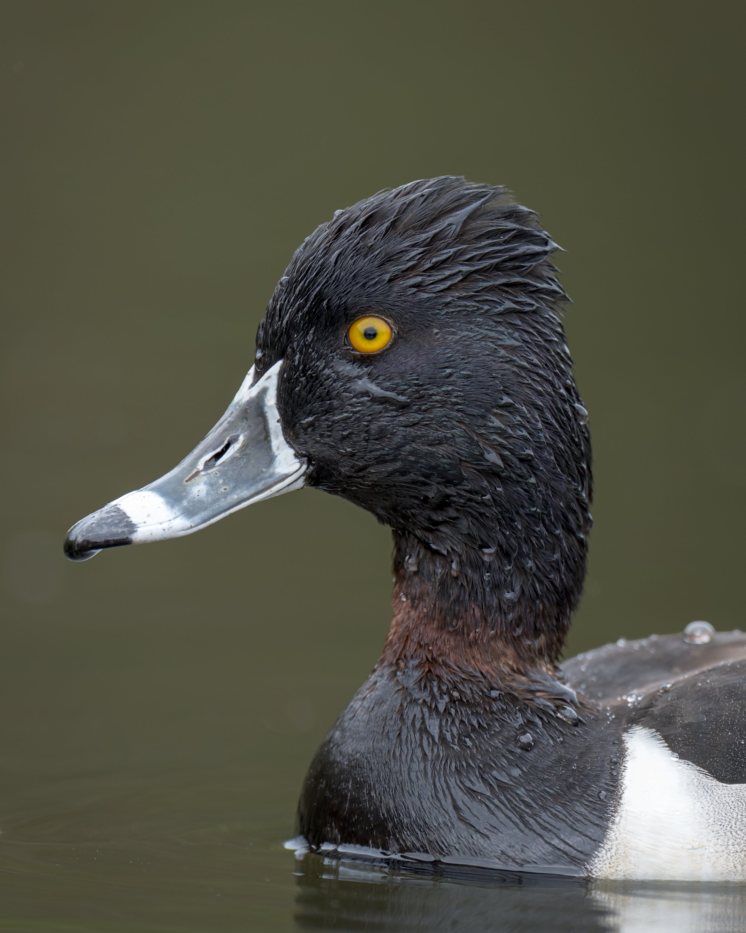 Ring-necked-duck-4x5.jpg