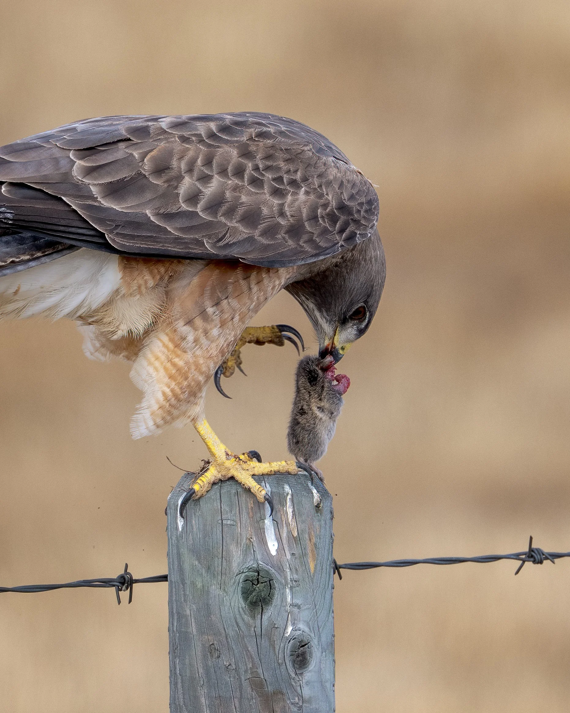 Hawk with vole, Alberta Canada