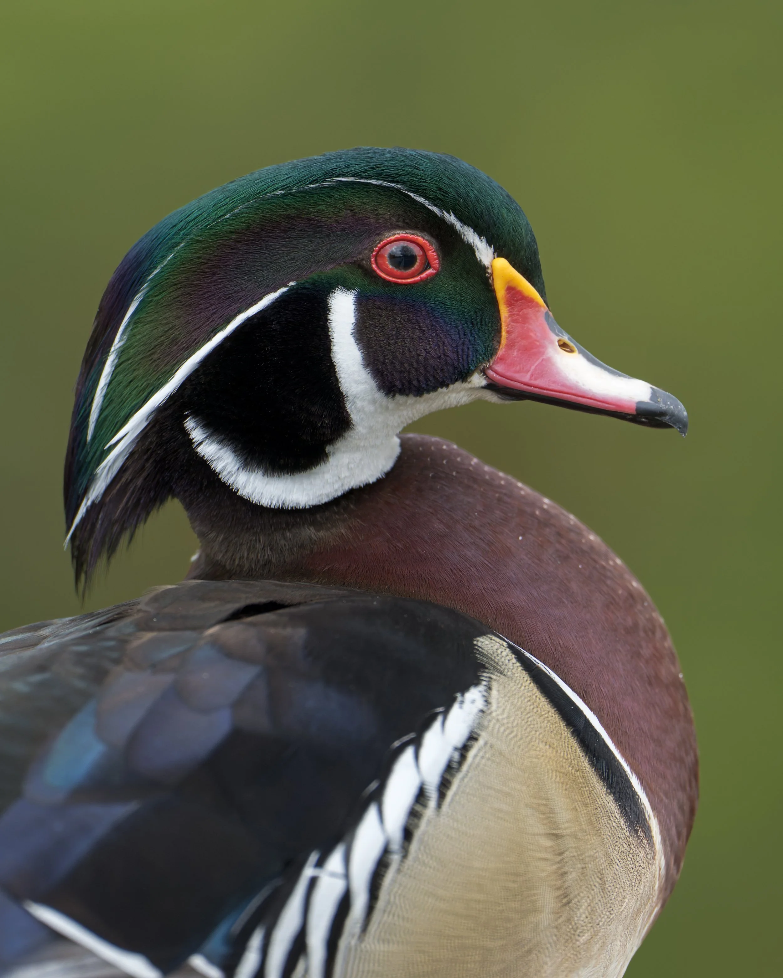 Wood Duck, Vancouver Island, British Columbia