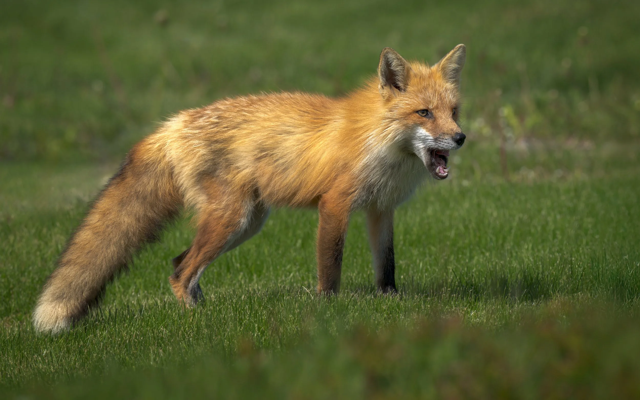 Fogo-Fox-green-grass-8x5-SfW.jpg
