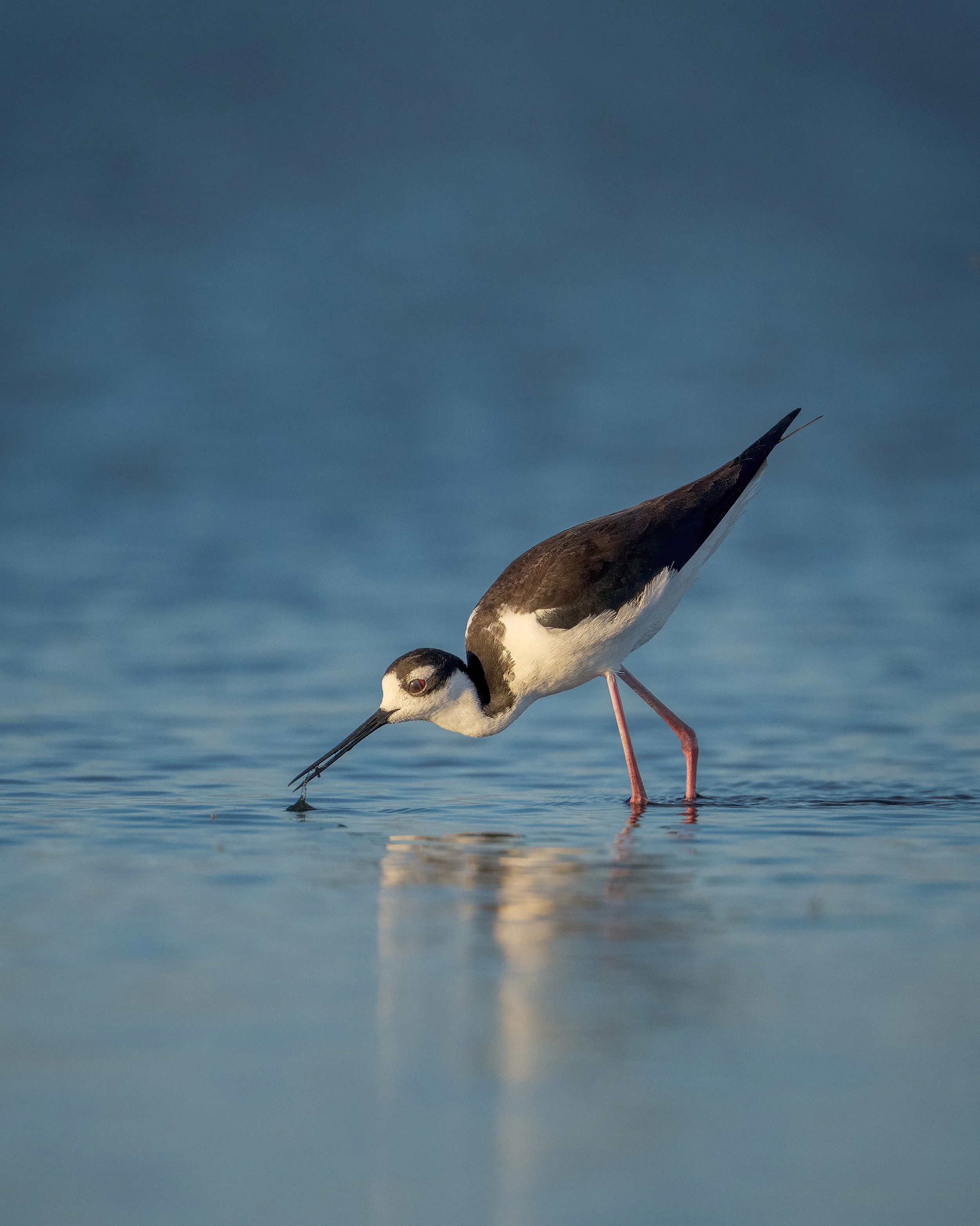 Black necked Stilt, Frank Lake Alberta Canada