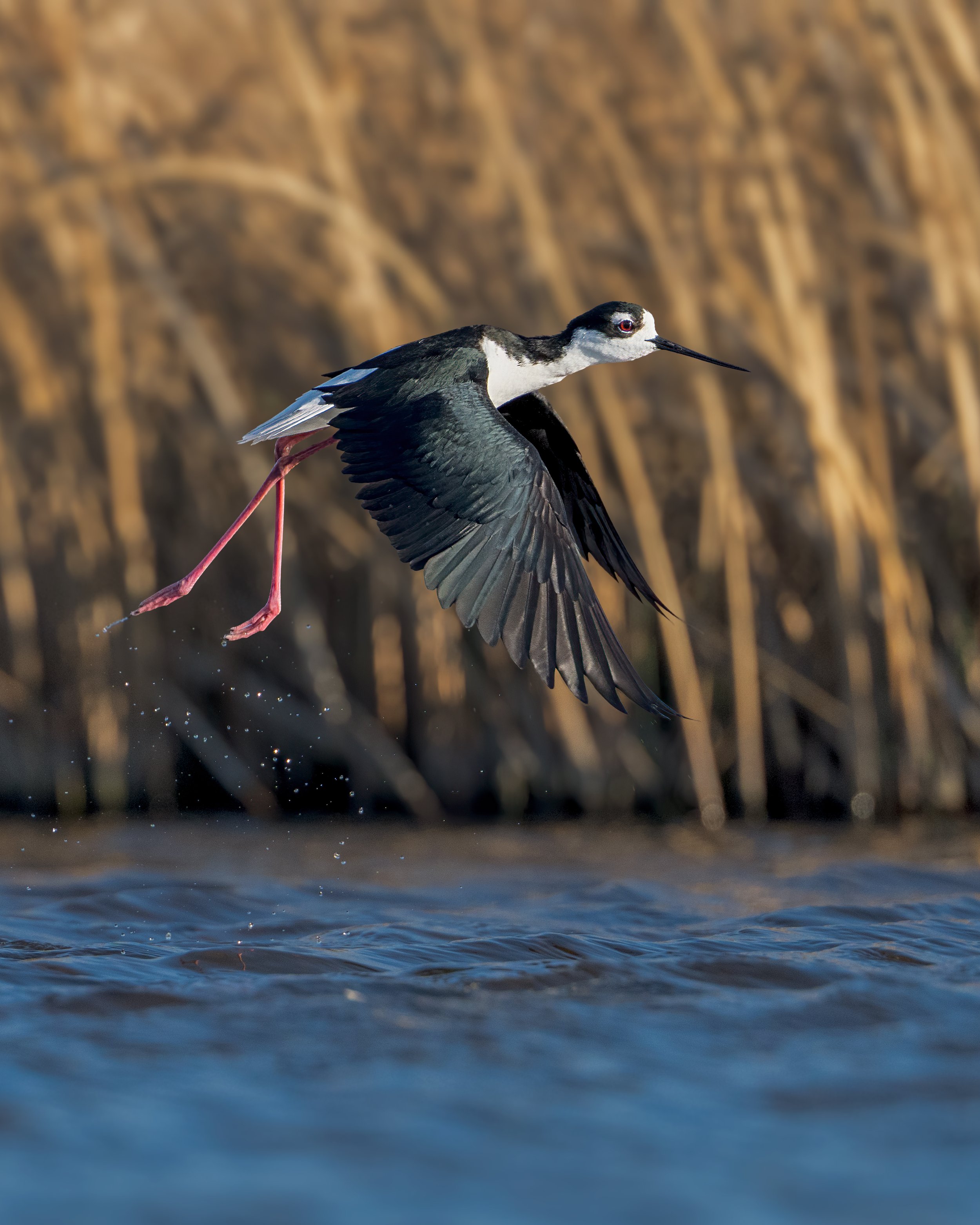 Black-neck-Stilt-taking-off-V2.jpg
