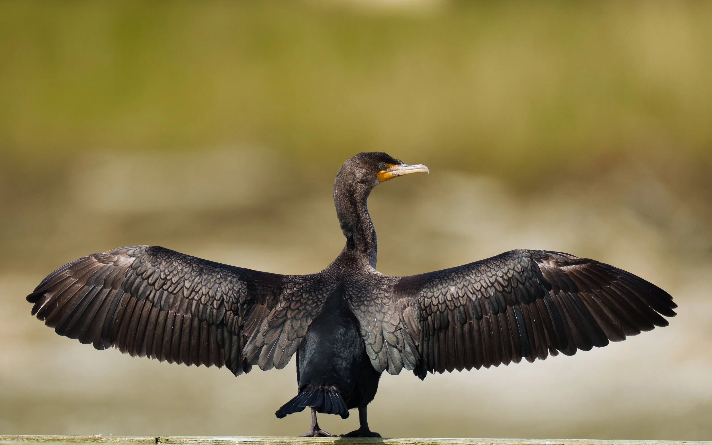 Double-crested-Cormorant-8x5.jpg