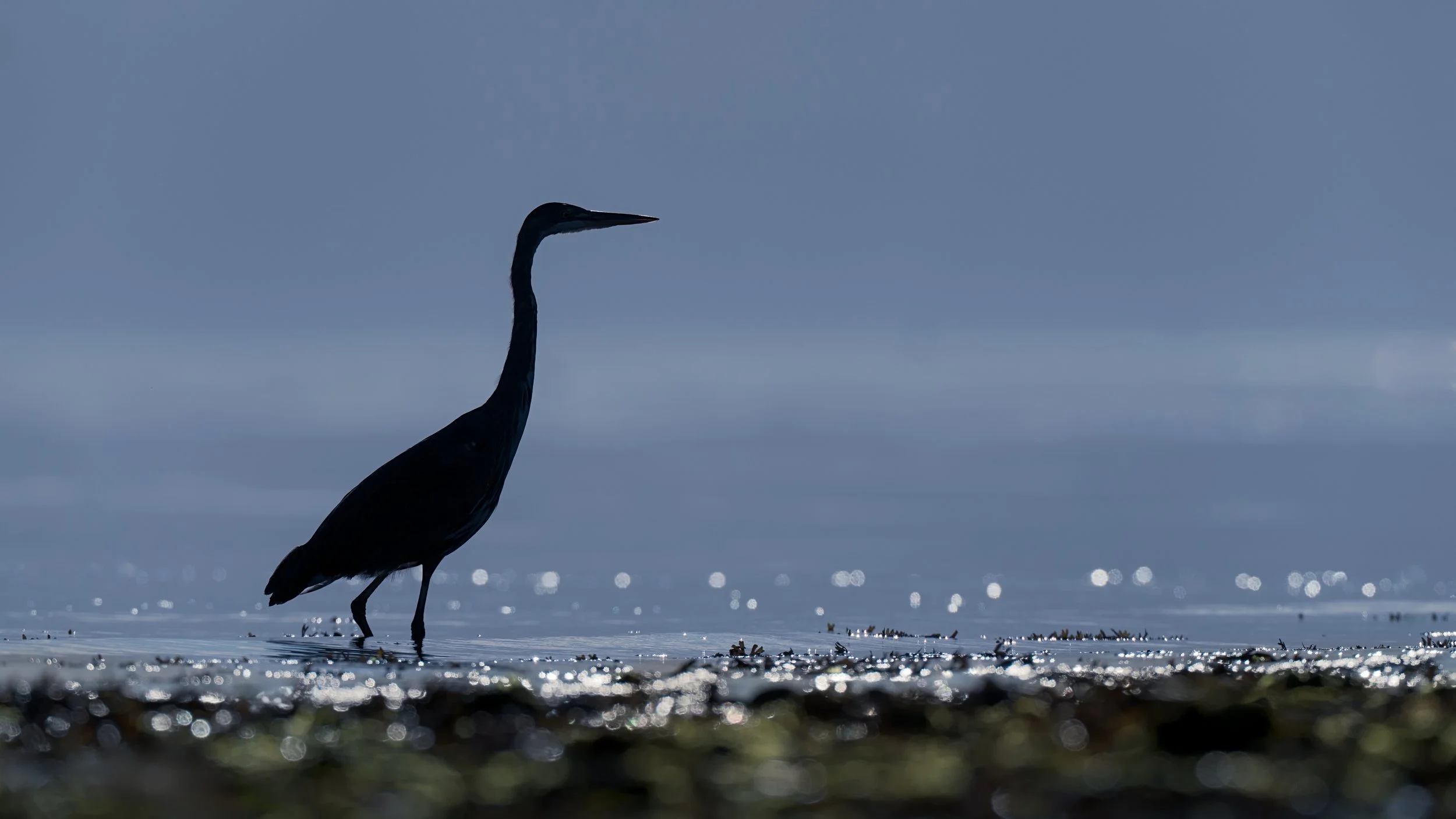Heron-backlit-sunrise-8x5.jpg