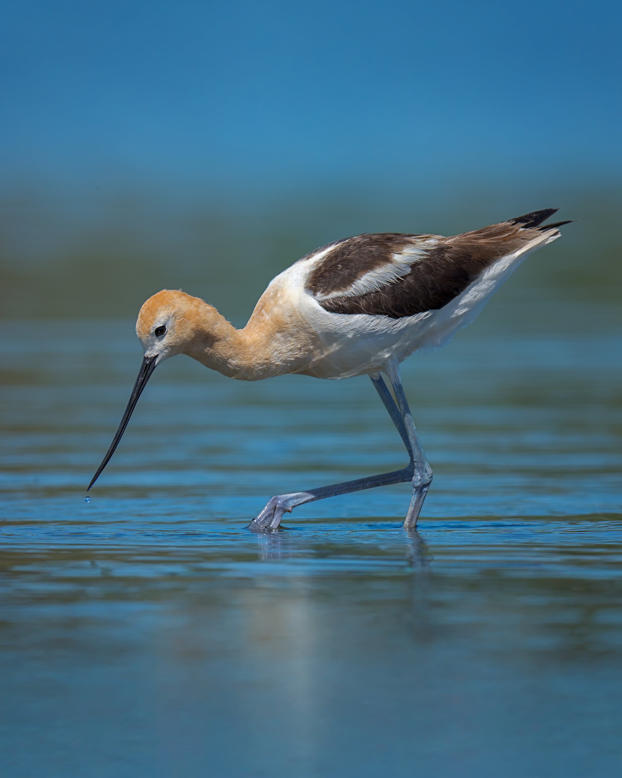 American Avocet, Williams Lake, British Columbia