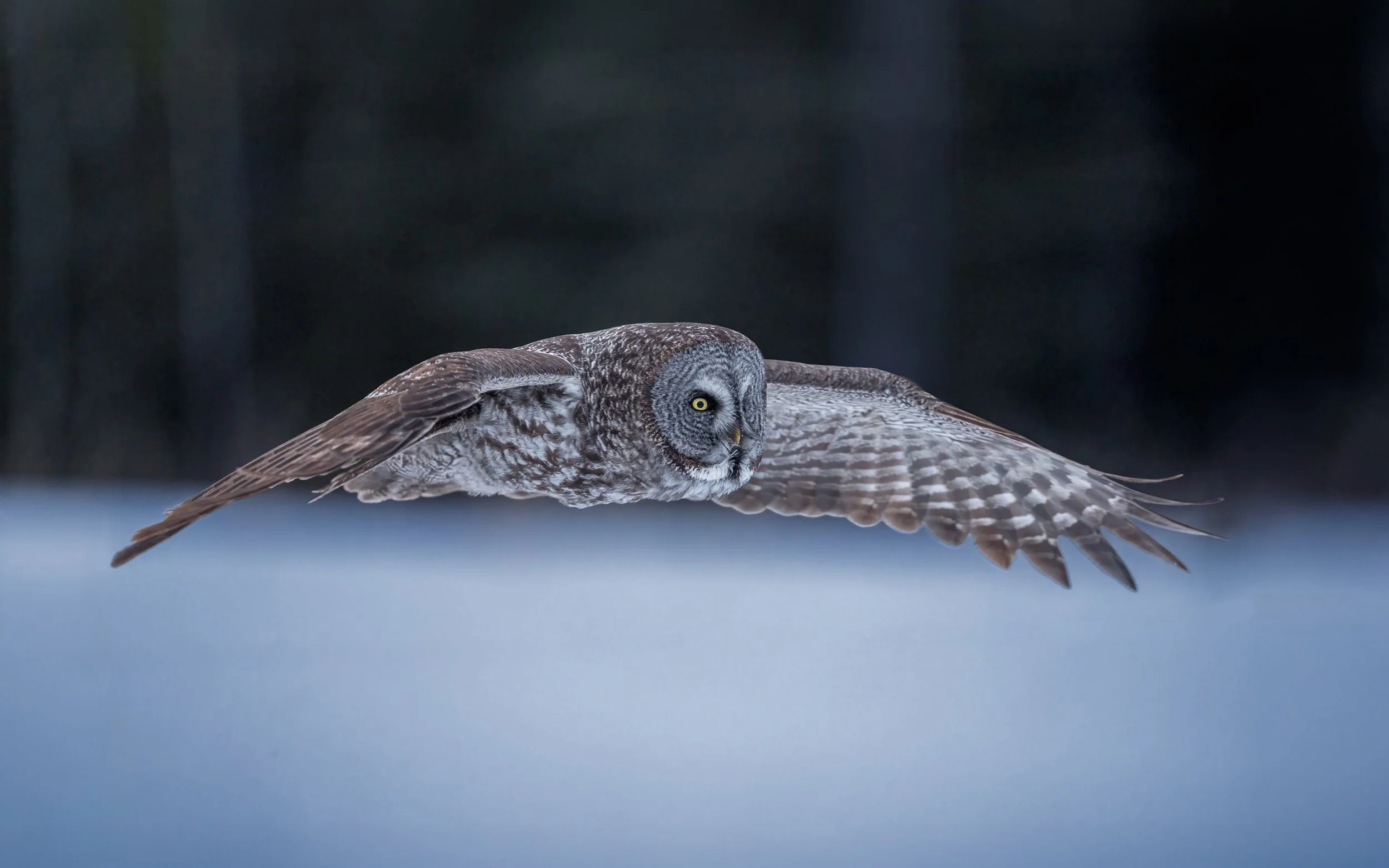 GGO-flying-blue-snow-8x5.jpg