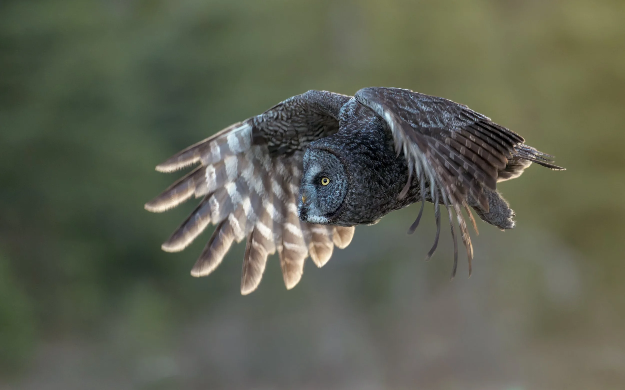 Great Gray Owl hunting in last light, British Columbia Canada