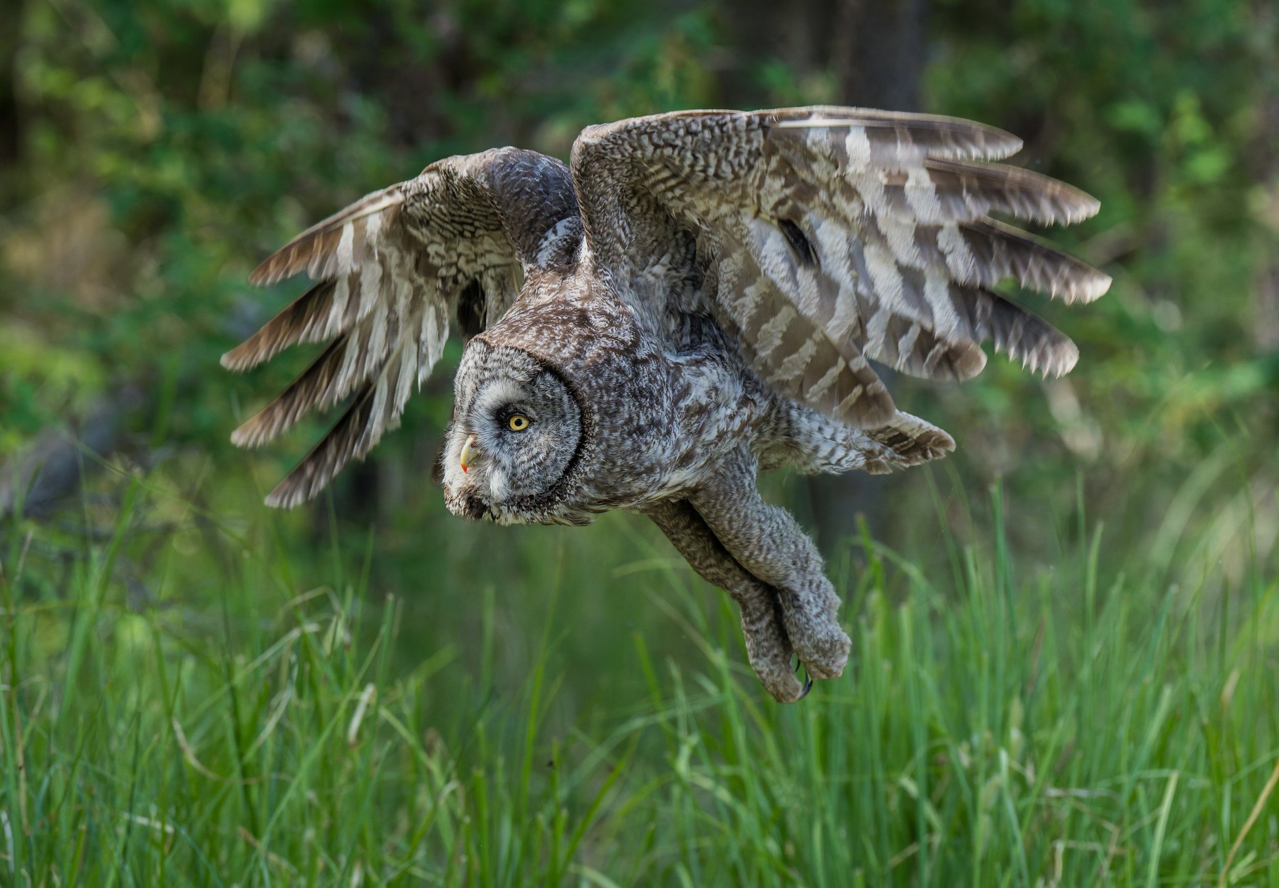 GGO-flying-low-8x5-FLICKR.jpg