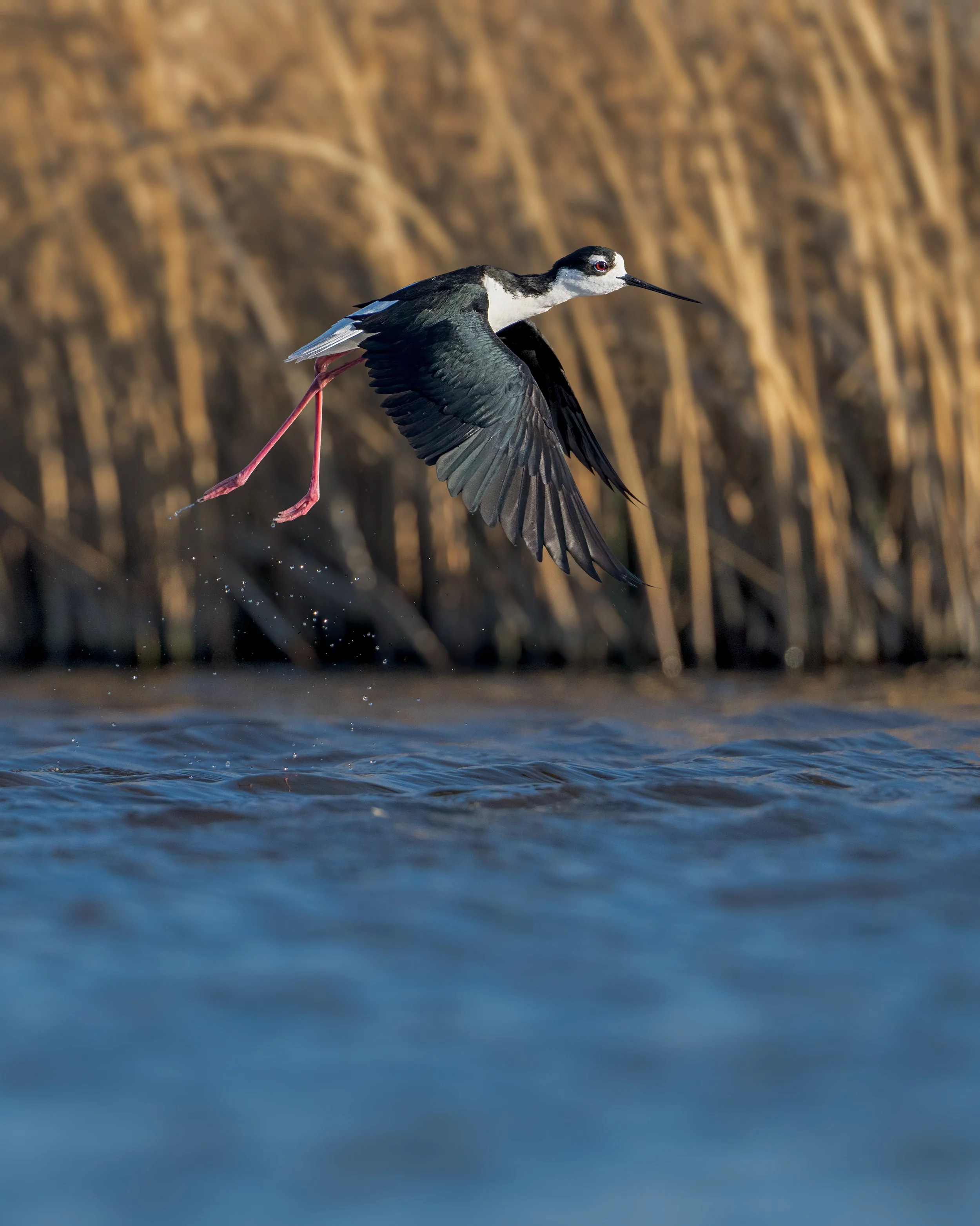 Black necked Stilt, Frank Lake Alberta Canada