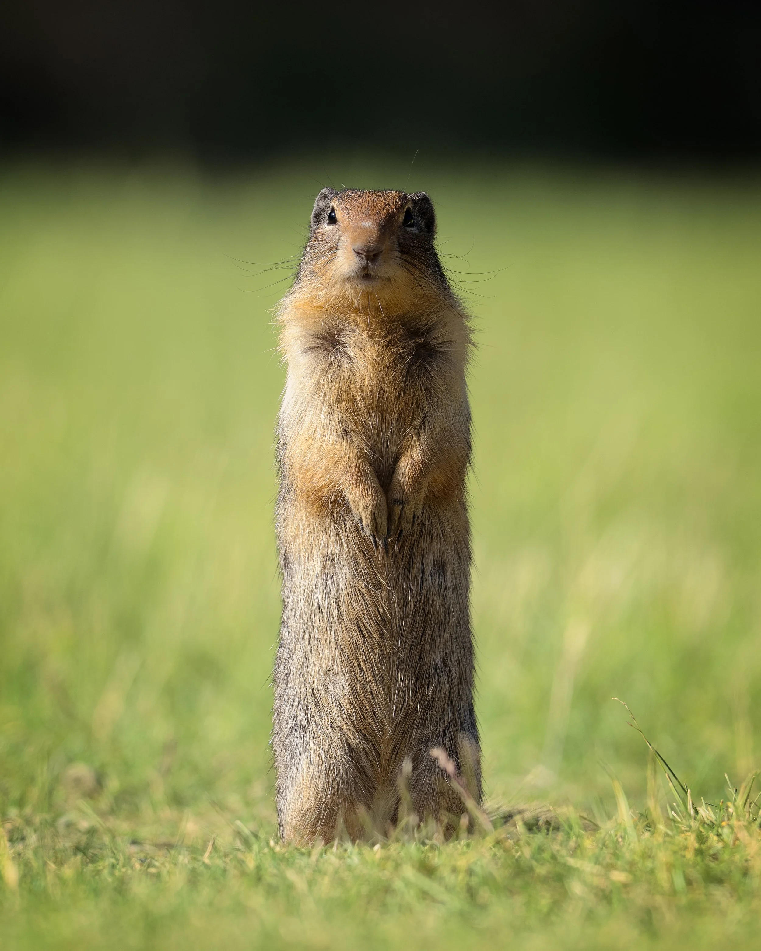 Ground Squirrel, Manning Provincial Park, British Columbia Canada