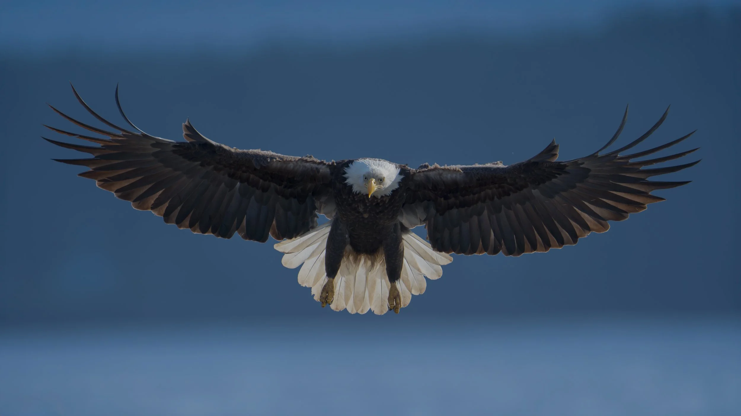 Bald-Eagle-flying-at-me-FLICKR.jpg