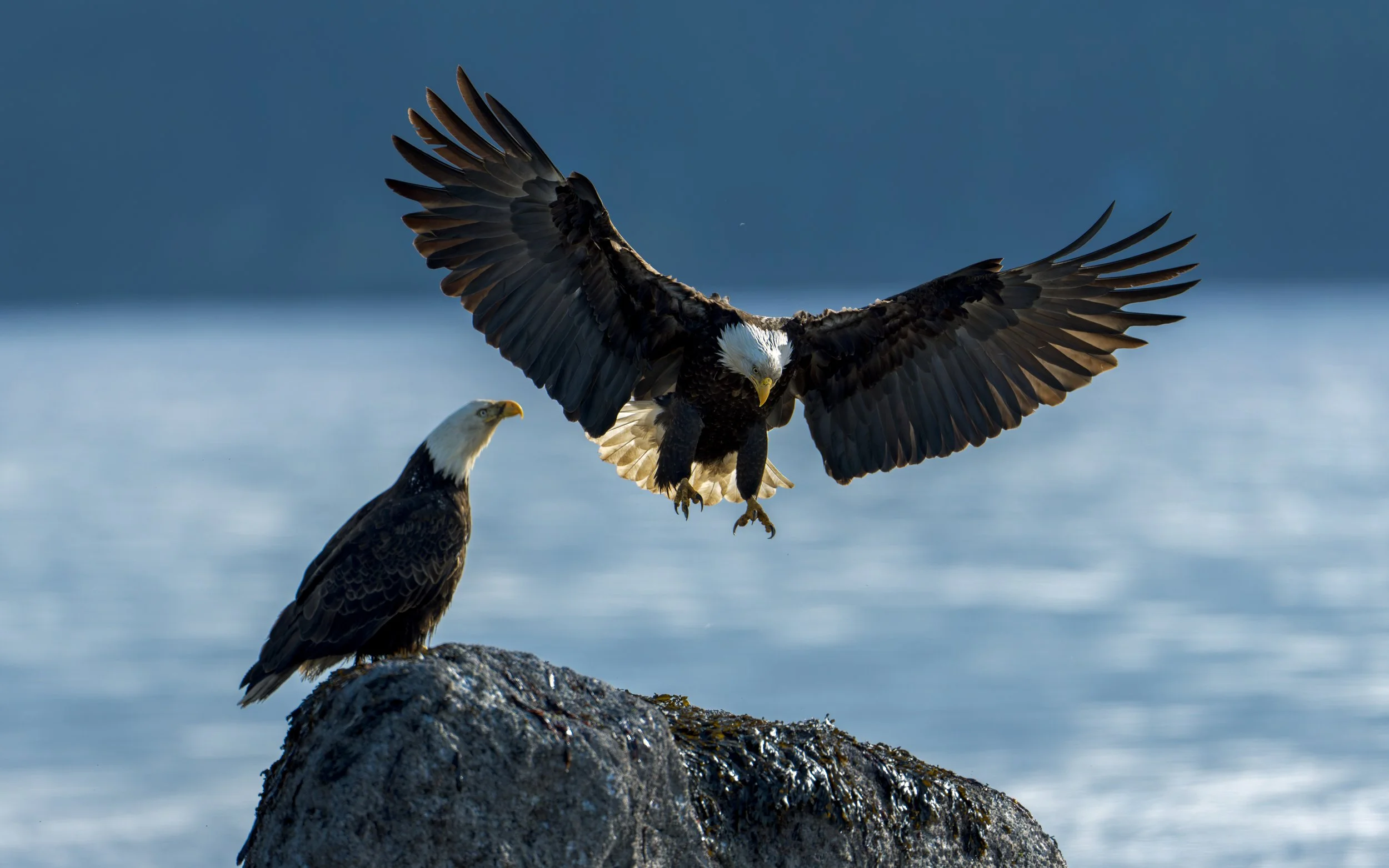 Bald-Eagle-landing-on-rock-8x5.jpg