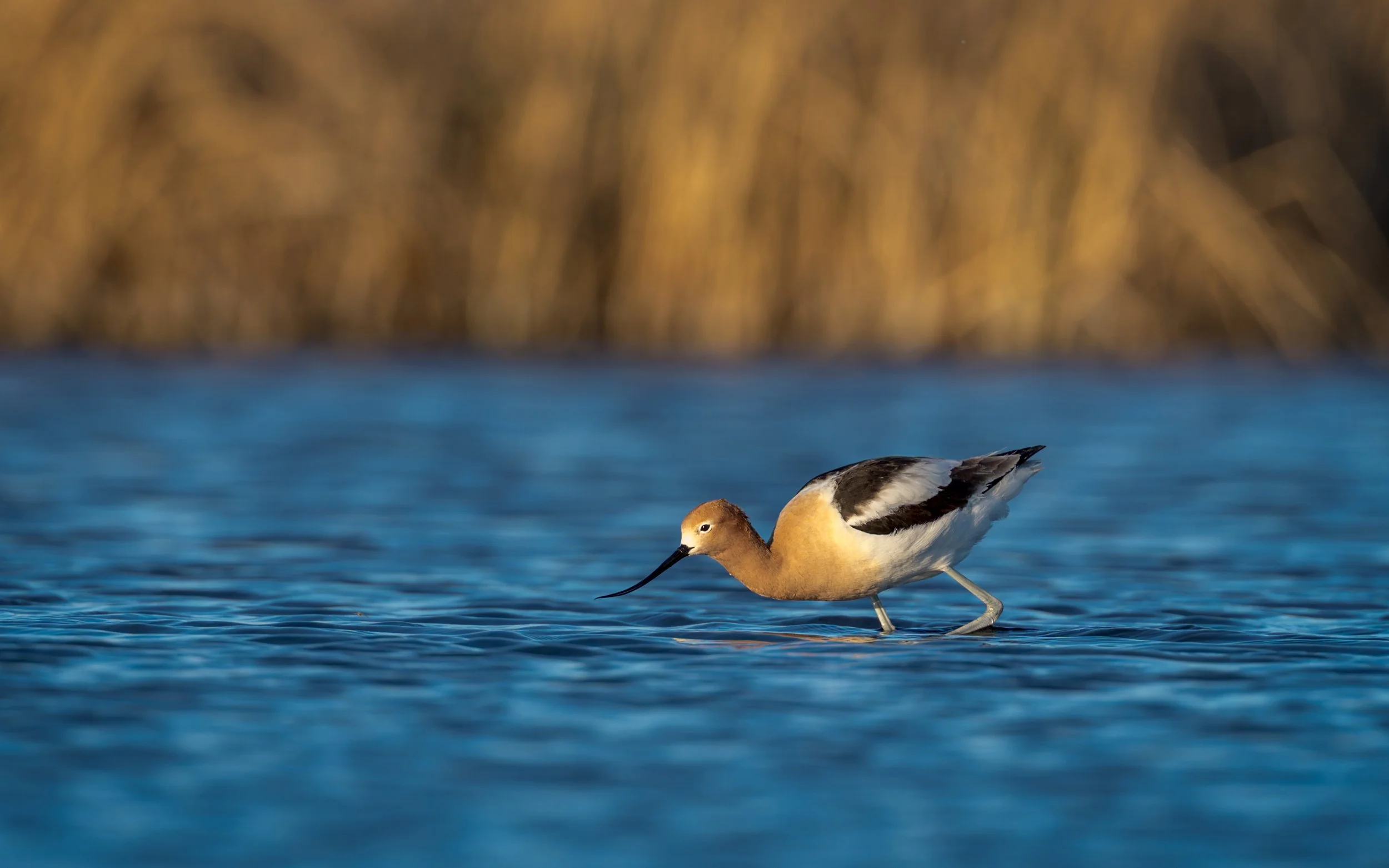 American-Avocet-8x5.jpg