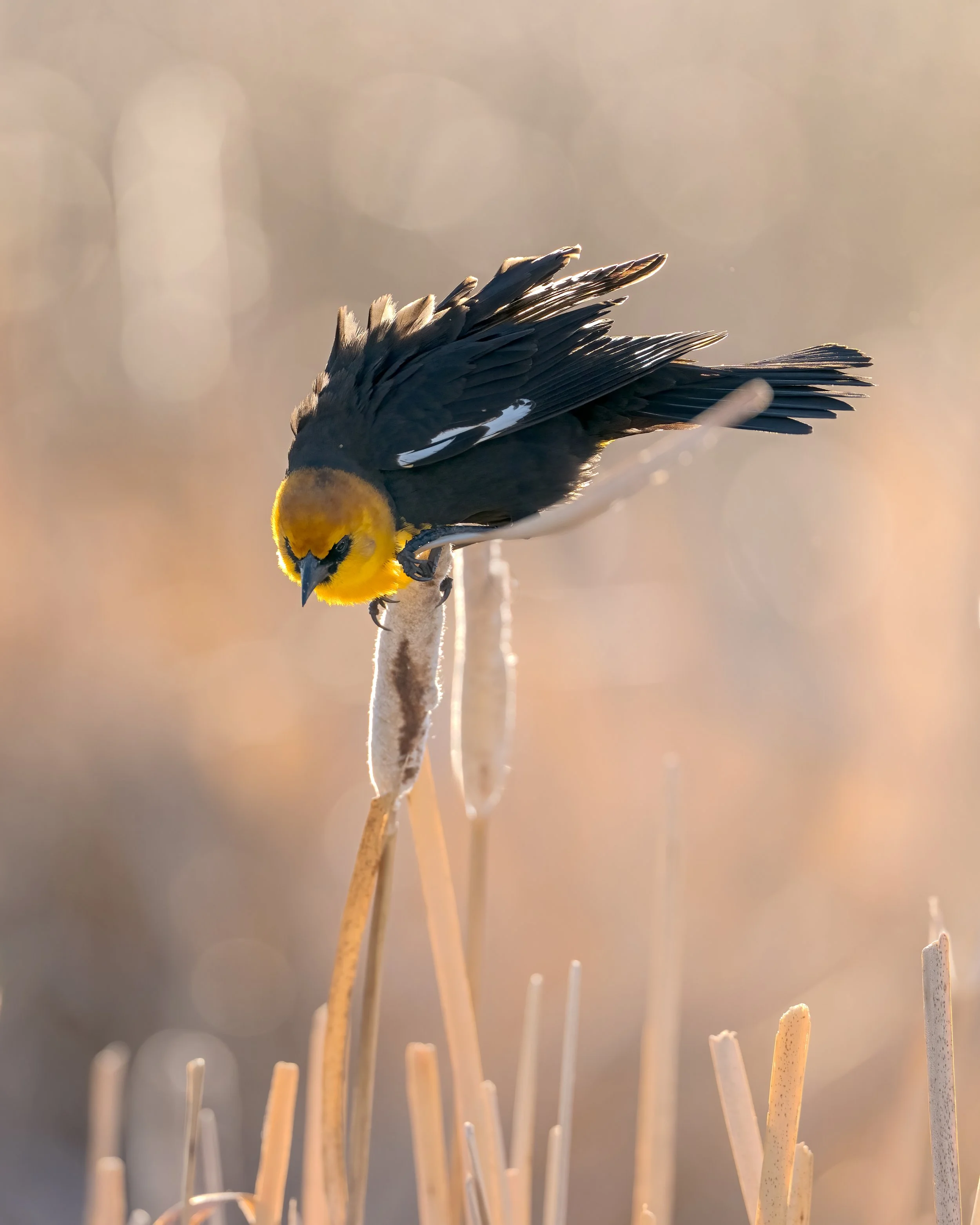 Yellow wing Blackbird, Frank Lake Alberta Canada