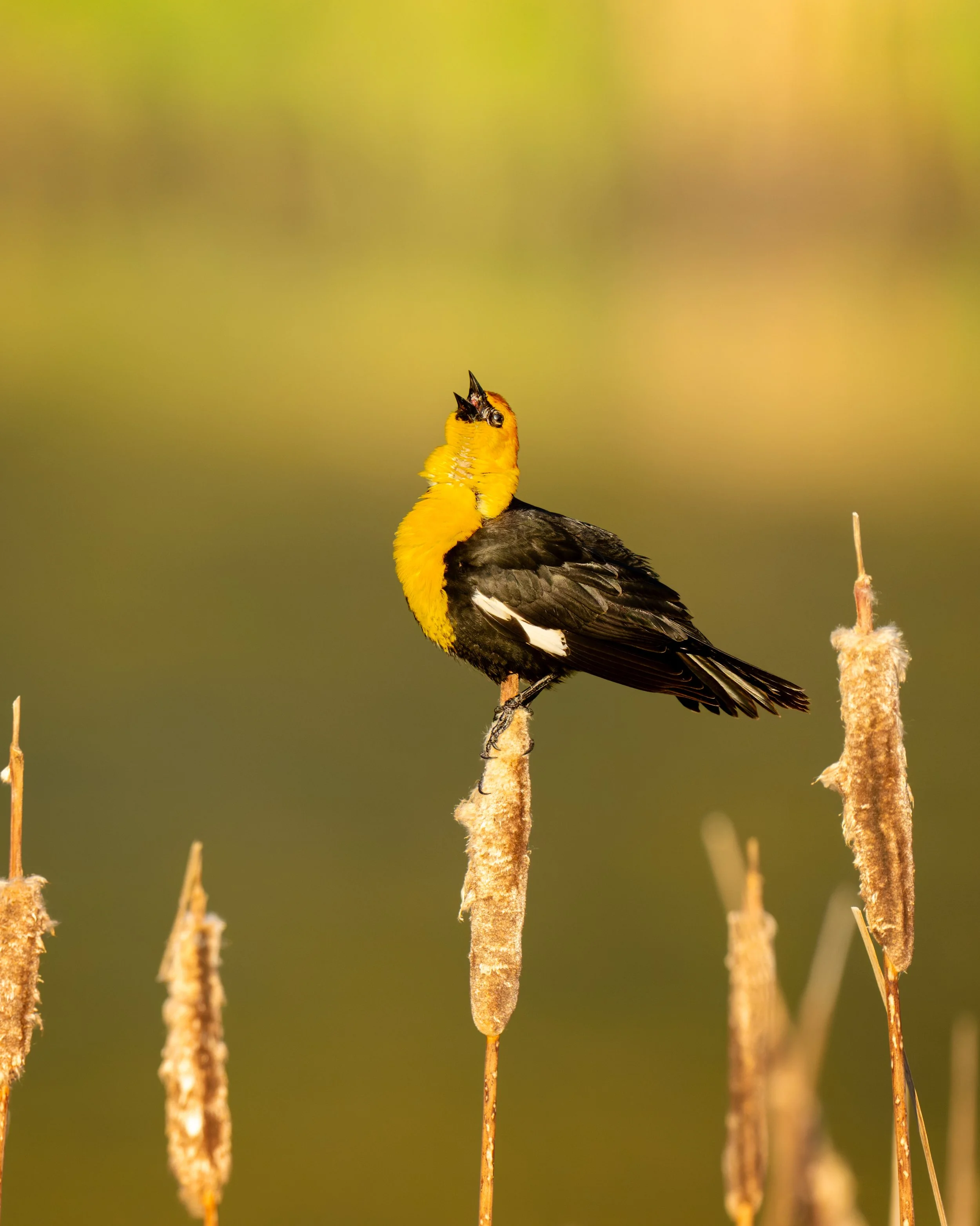 Yellow wing Blackbird, 100 Mile House, British Columbia Canada