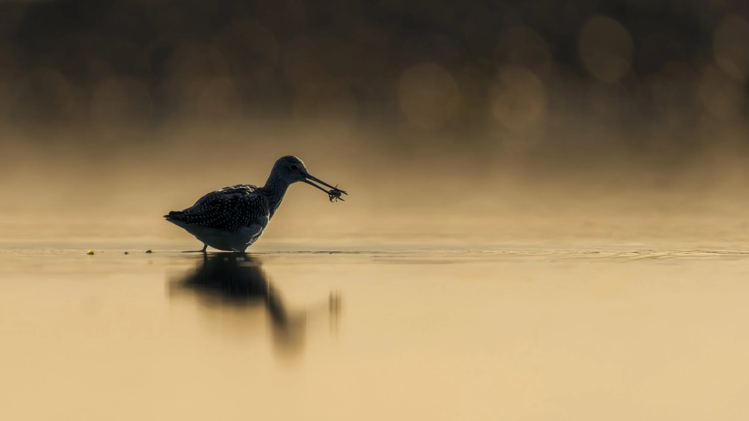 Yellowlegs-w-crab-backlit-16x9.jpg