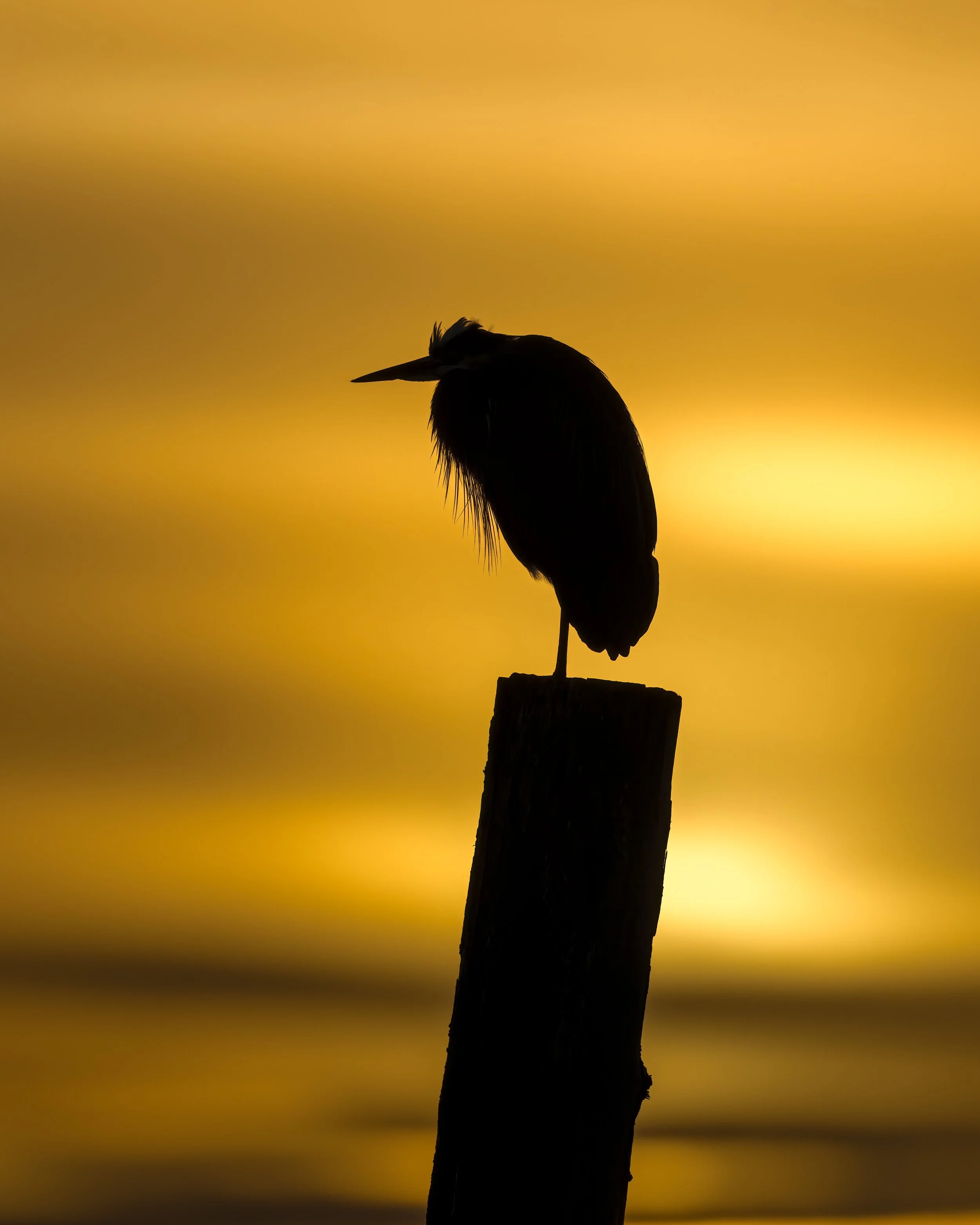 Heron backlit sunset Boundary Bay.jpg