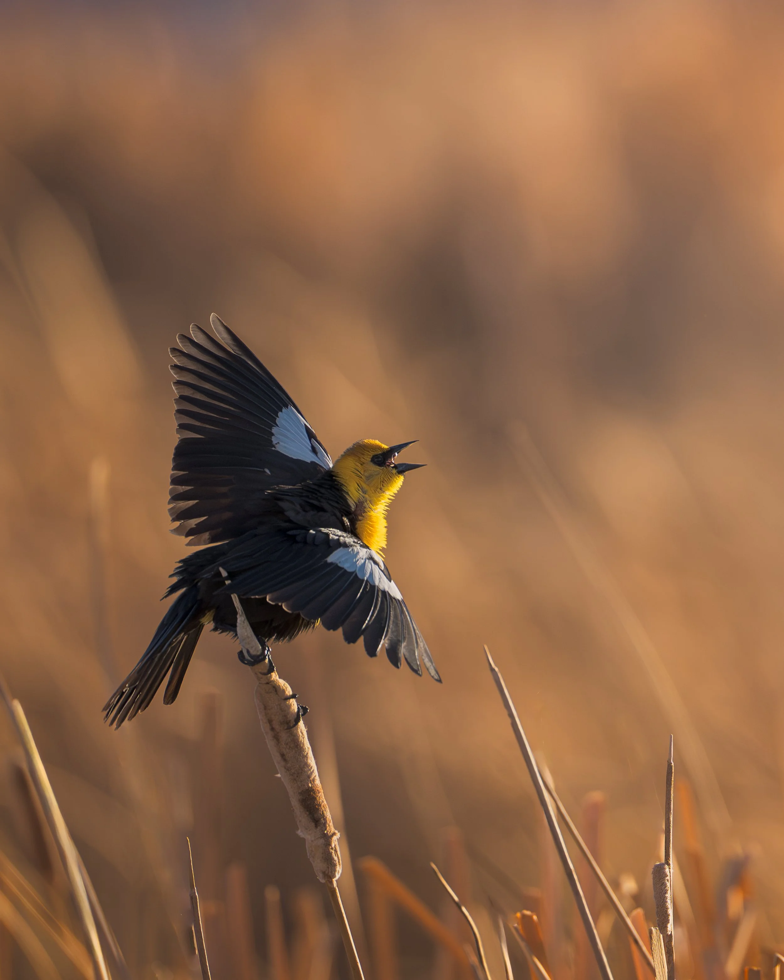 Yellow wing Blackbird, Frank Lake Alberta Canada