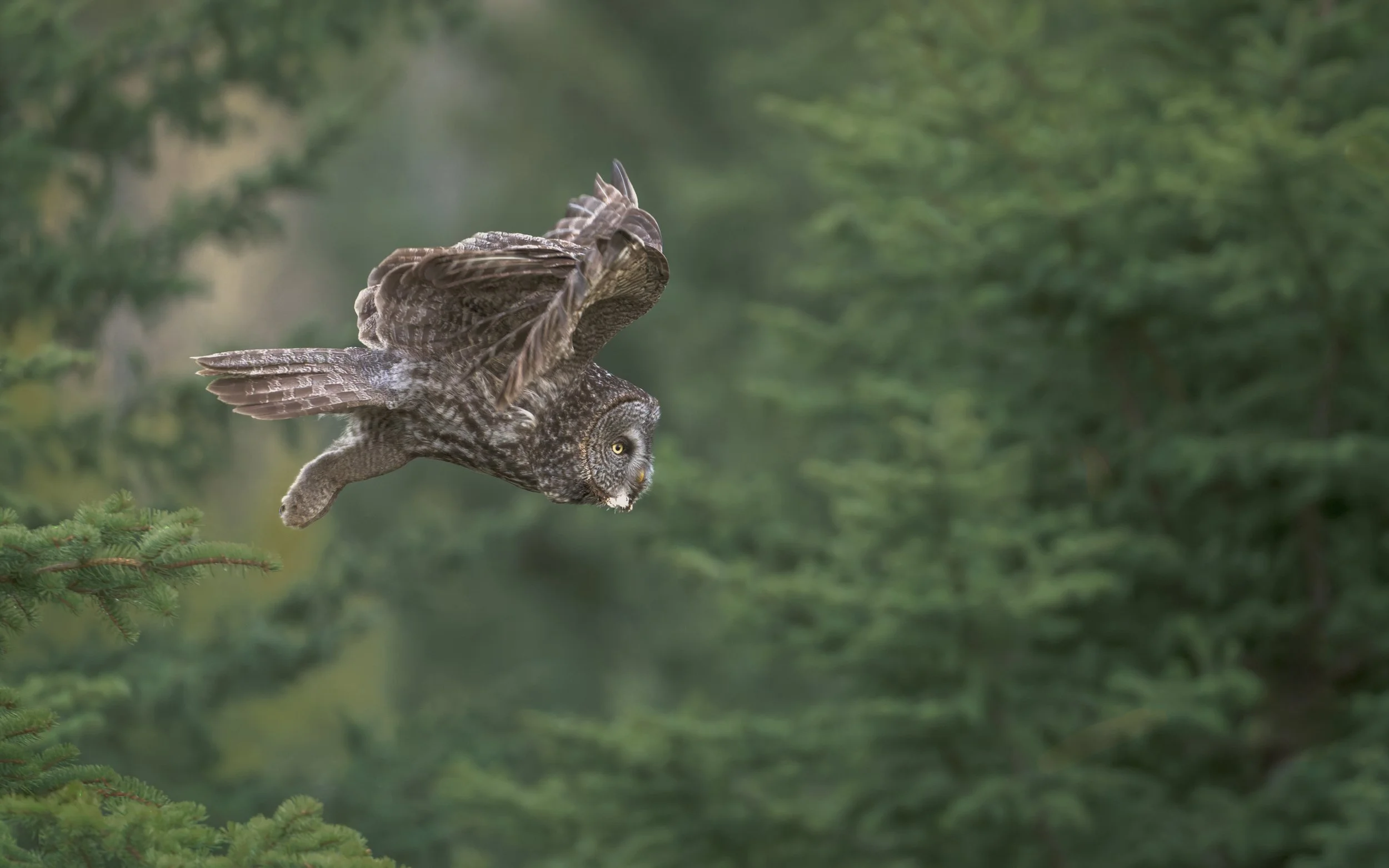 Great Gray Owl locked onto its target, British Columbia Canada