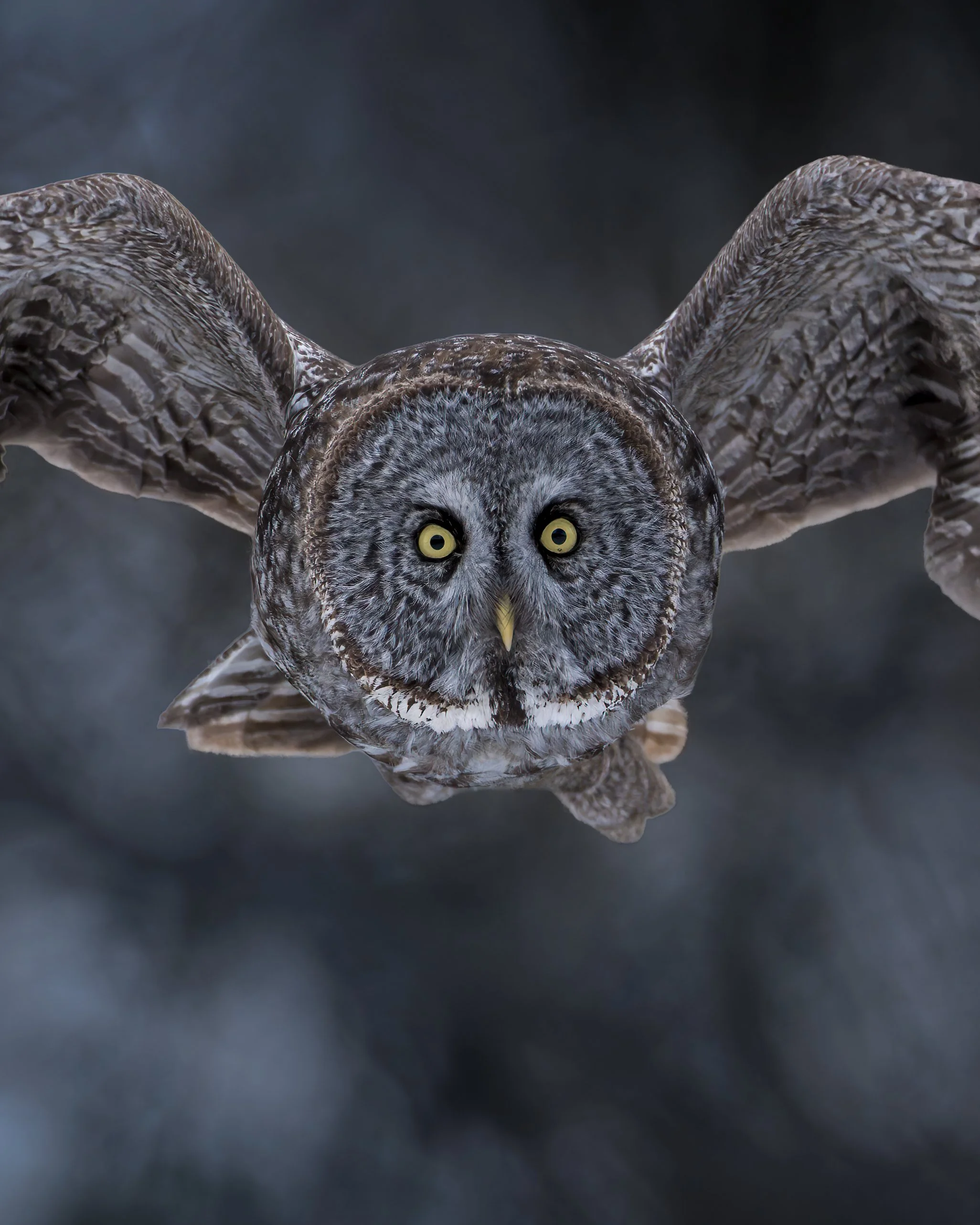 Eye to eye with a Great Gray Owl, Alberta Canada