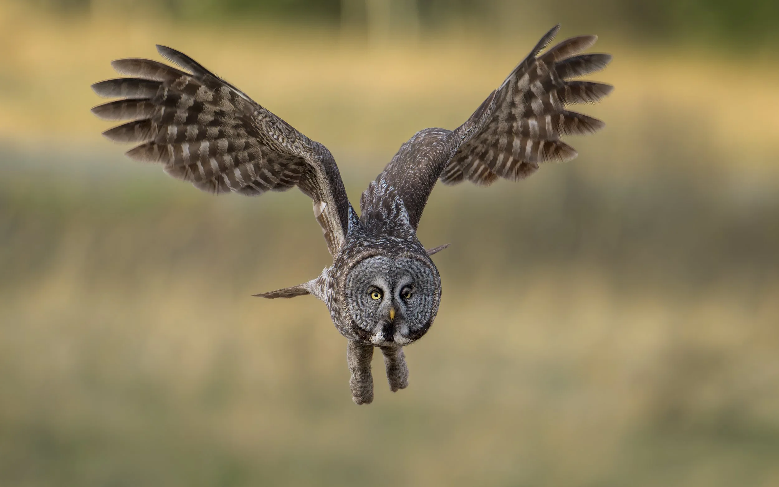 Great Gray Owl, Alberta Canada