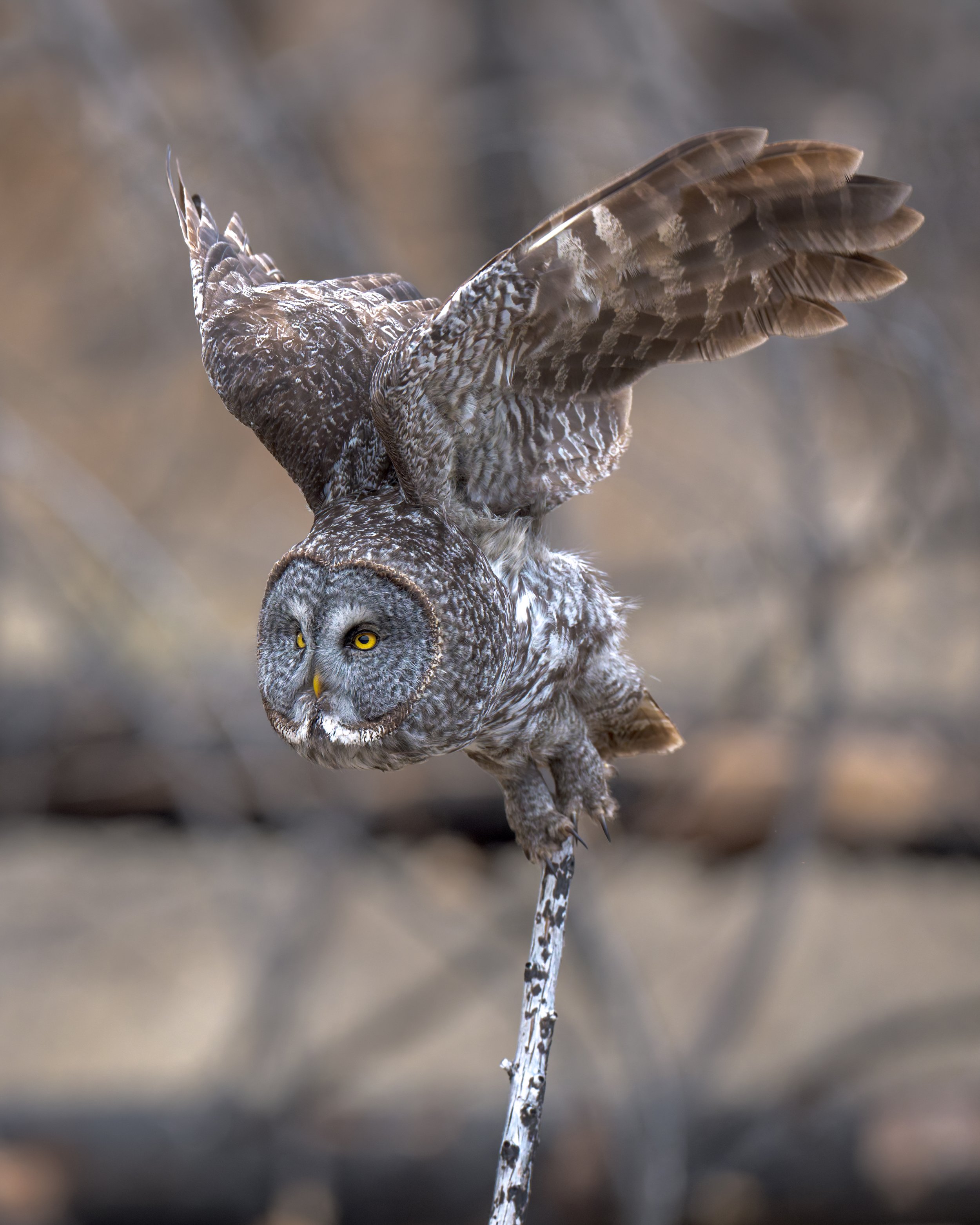 Great Gray Owl launches from its post, British Columbia Canada