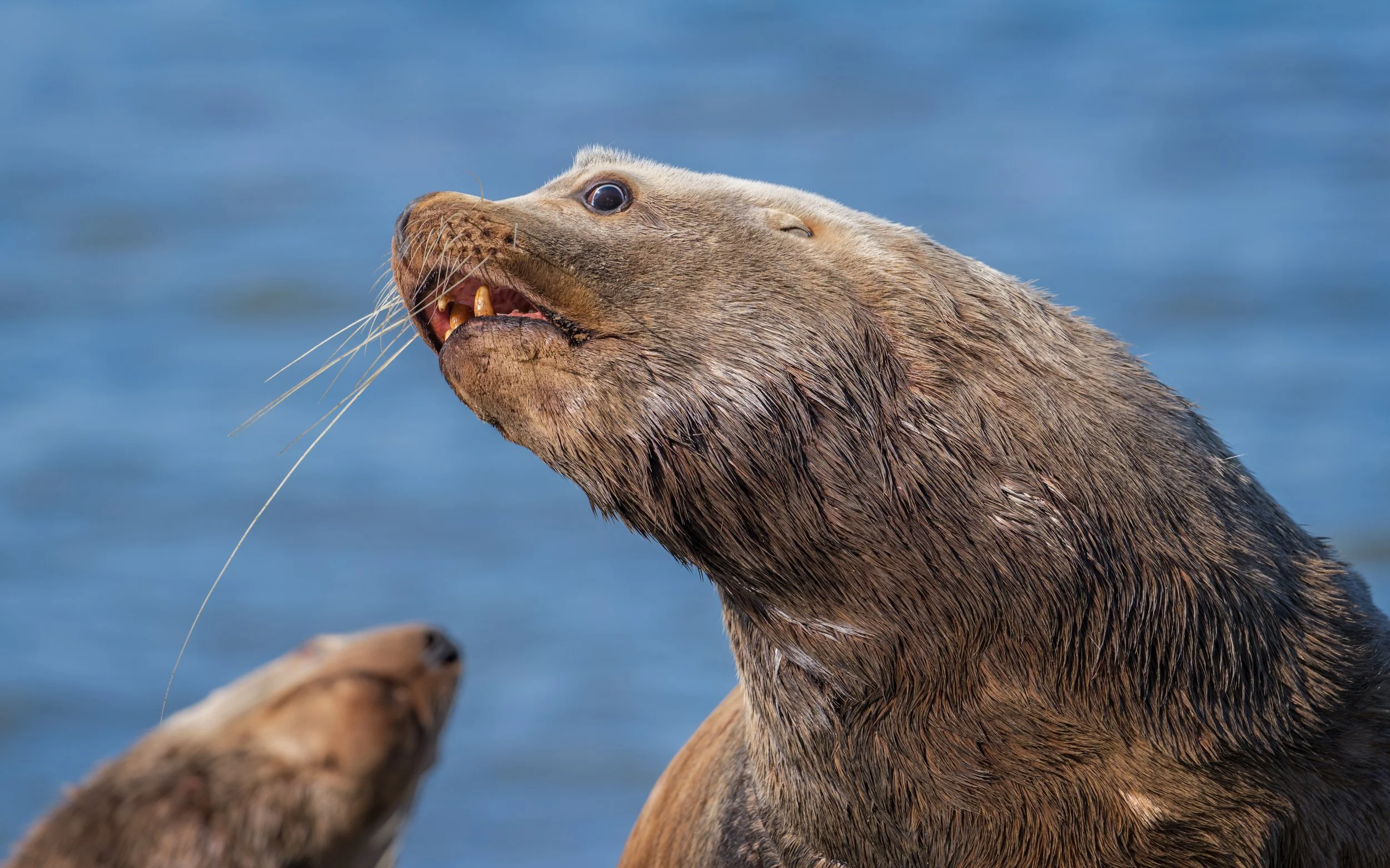 Sea-Lion-bowed-head-8x5-FLICKR.jpg