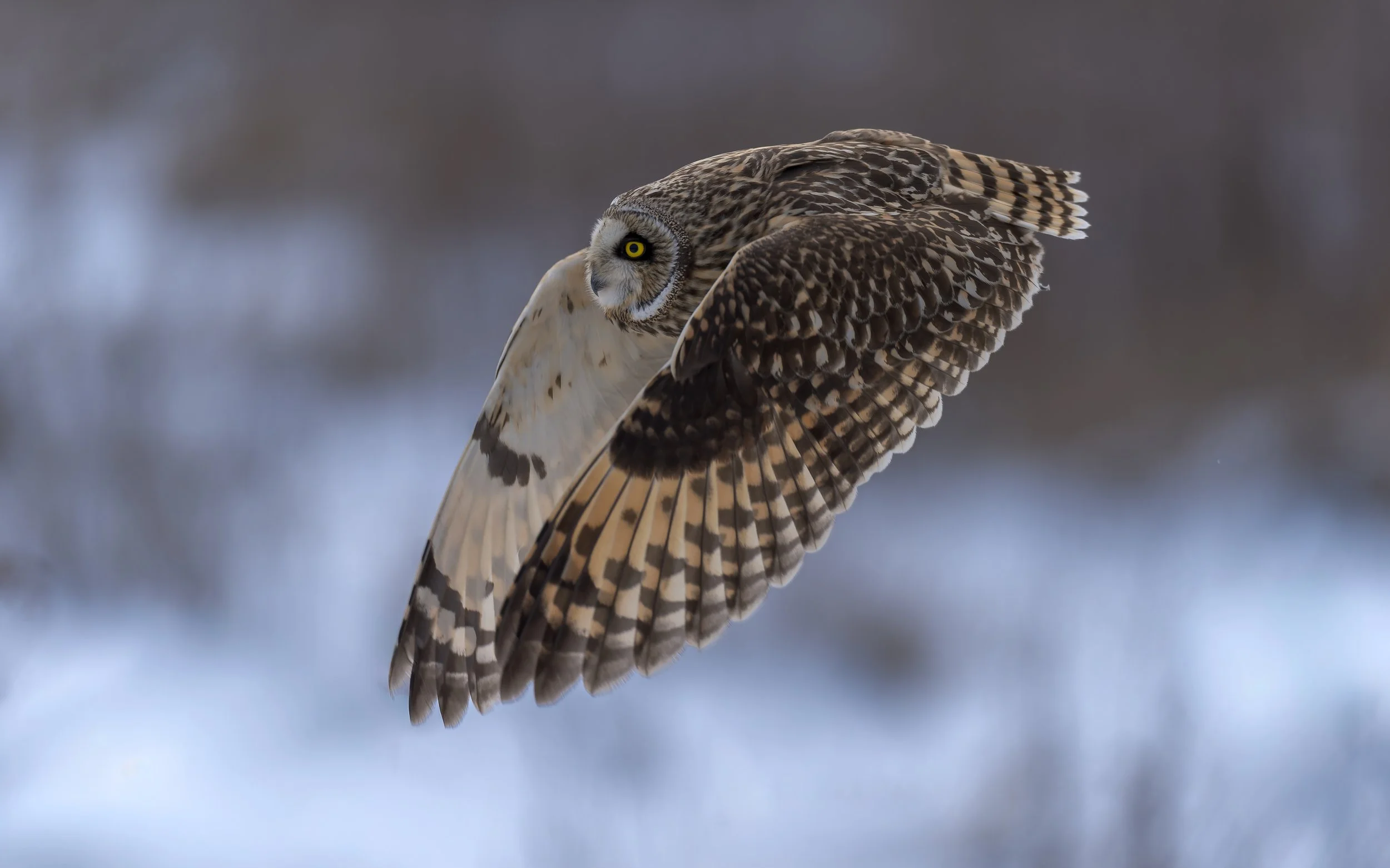 SEO-flying-over-snowy-field-8x5.jpg