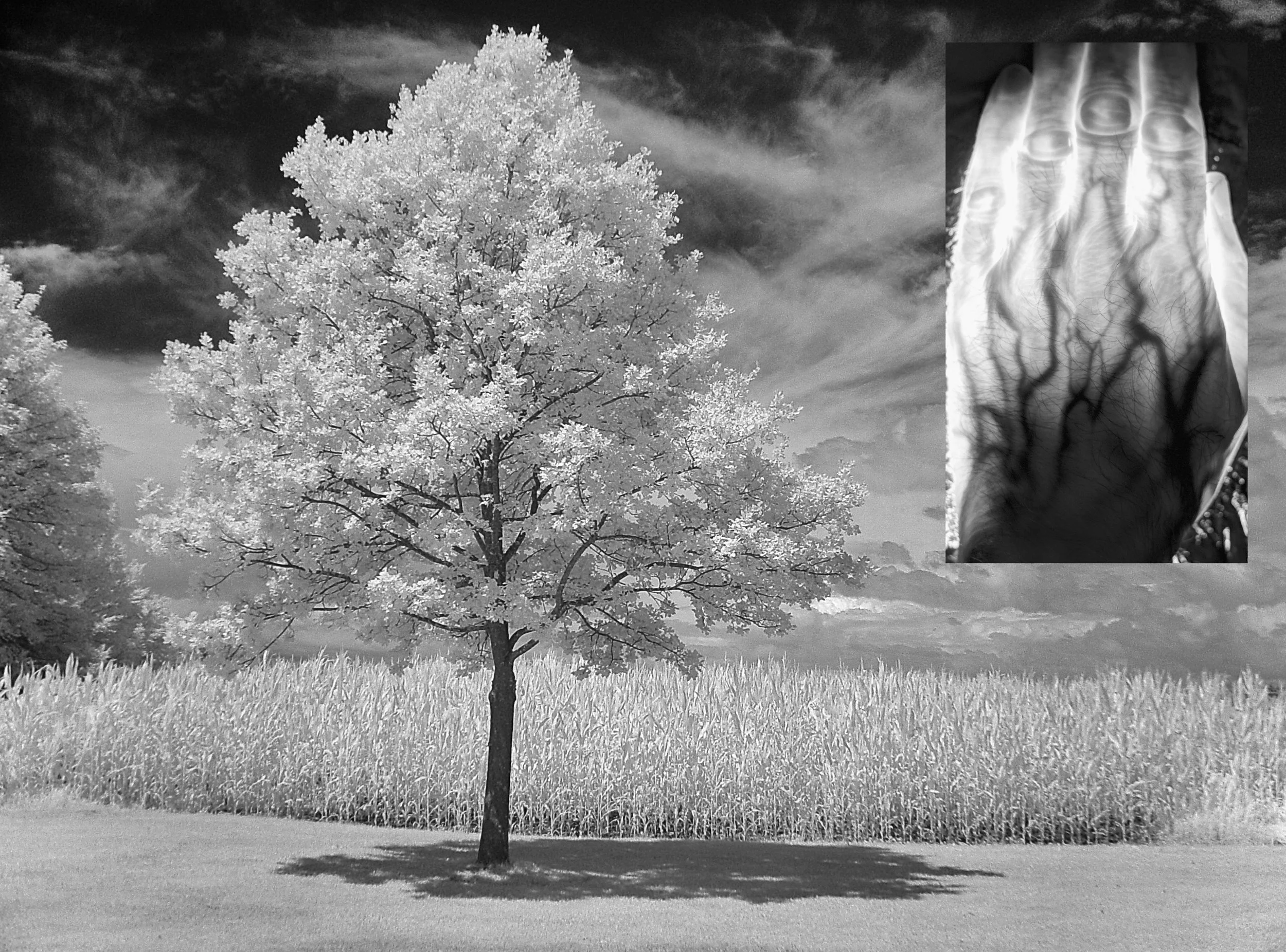 Scott Zimmerman & Robert Fosbury: Light As The Foundation Of Health