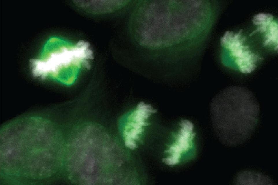 Michal Cifra: Fields &amp; Biological Coherence