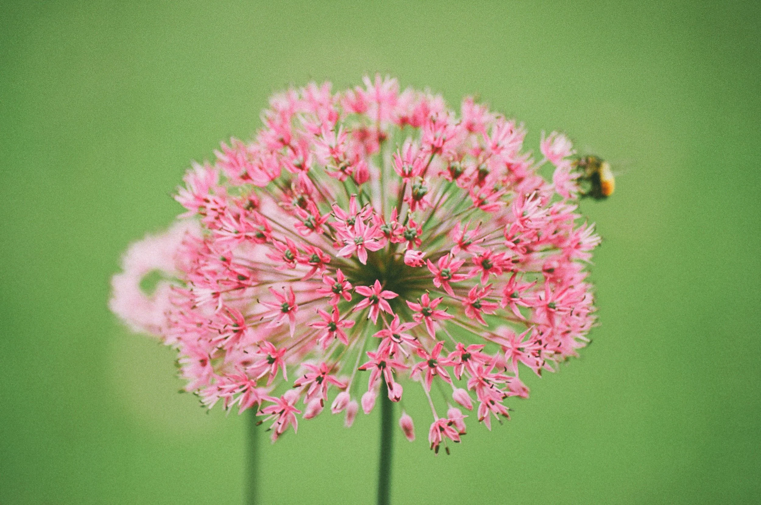 A pink flowering plant with tiny star-shaped blossoms, with a blurred green background and a small bee on the right side of the flower.