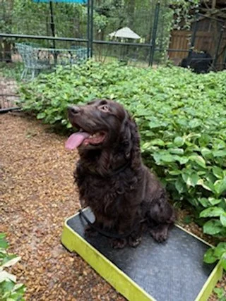 Hunters Rest Sunstar Sam I Am