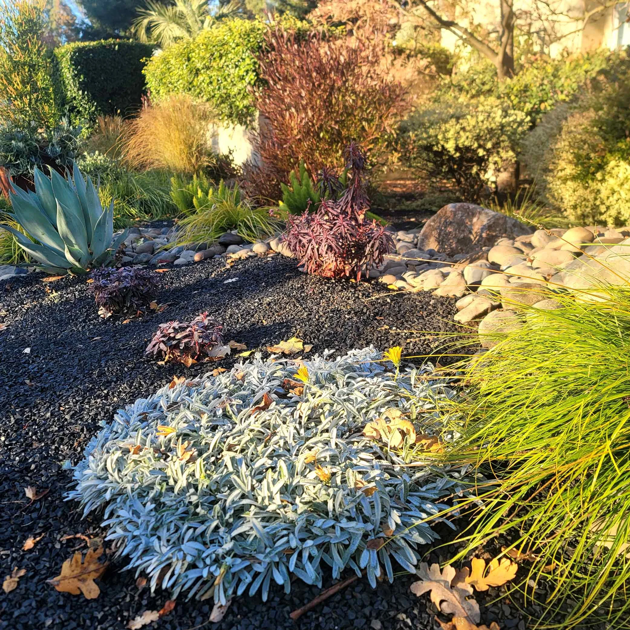 A garden with various plants, rocks, and mulch, illuminated by sunlight.