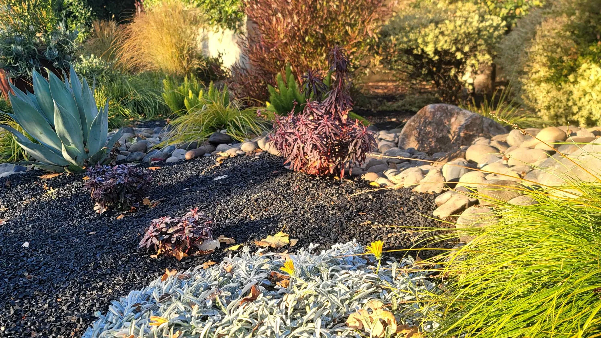 A desert garden with various succulents and plants, black mulch, rocks, and sunlight creating shadows.