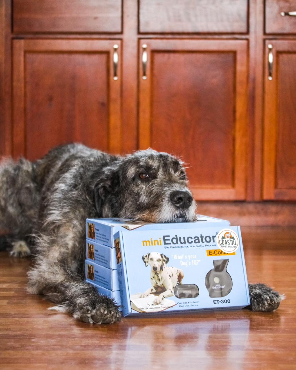 🐾🌞 Get Ready for Unleashed Summer Fun with Your Furry Friend! 🌞🐾

Leave no tail wagging behind! Join the Off-Leash Revolution today with Coastal Canines Coaching E-Collar training.

This summer, let your pup experience the ultimate freedom with o