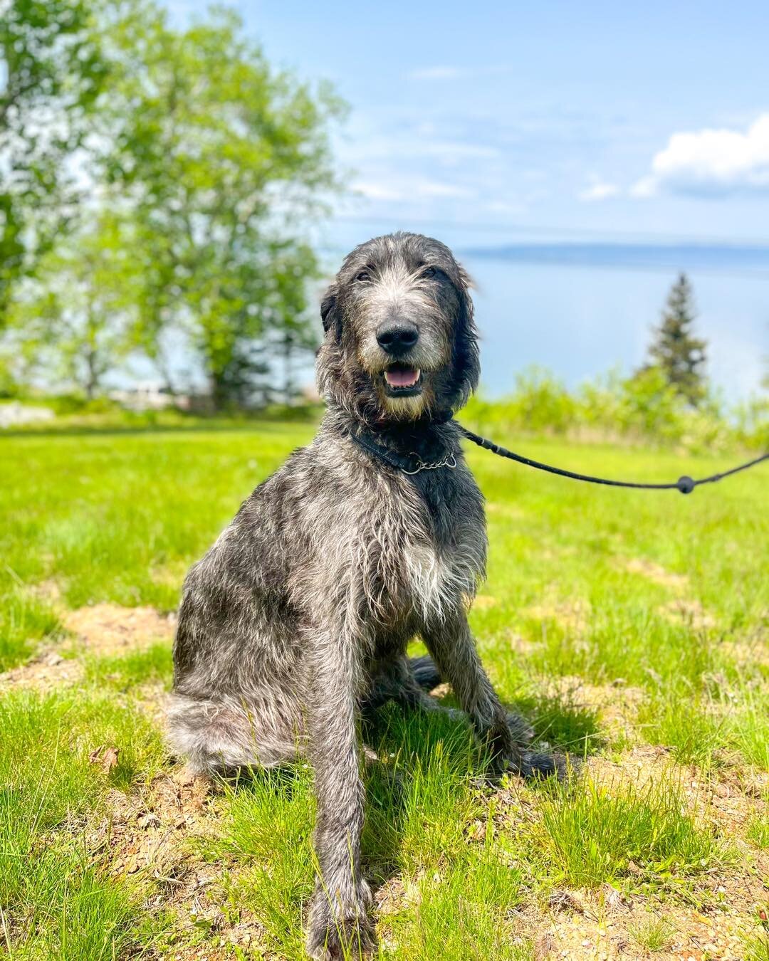 Introducing Malachi! 😍

This boy here is full of personality, has a great demeanour and is an absolute joy to be around (aside from his dashing good looks). However him and mom have some things they want to work on together. Right now Malachi lives 
