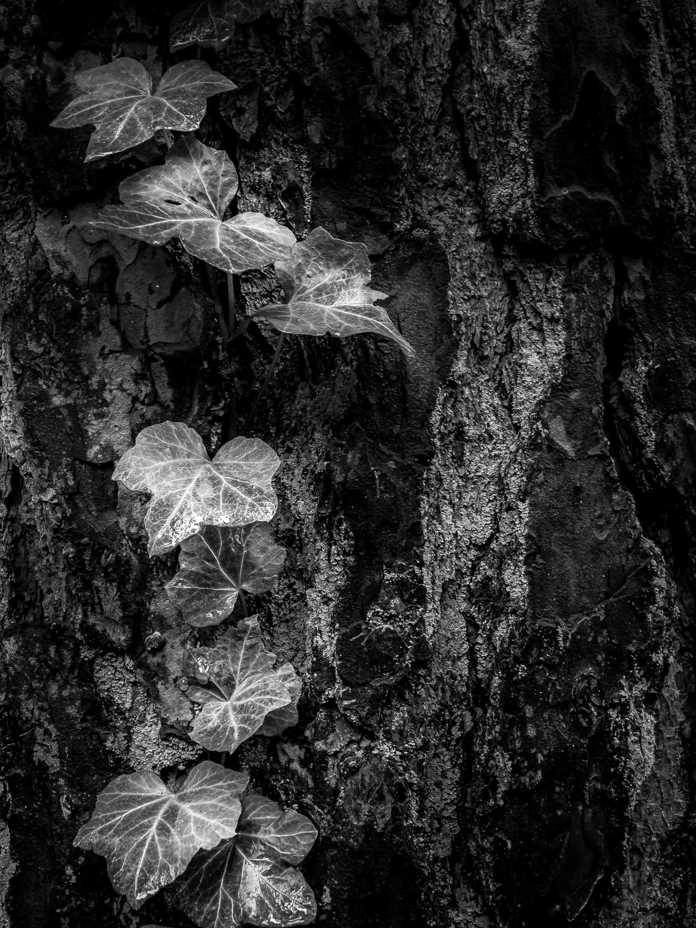 Clinging Light.jpg